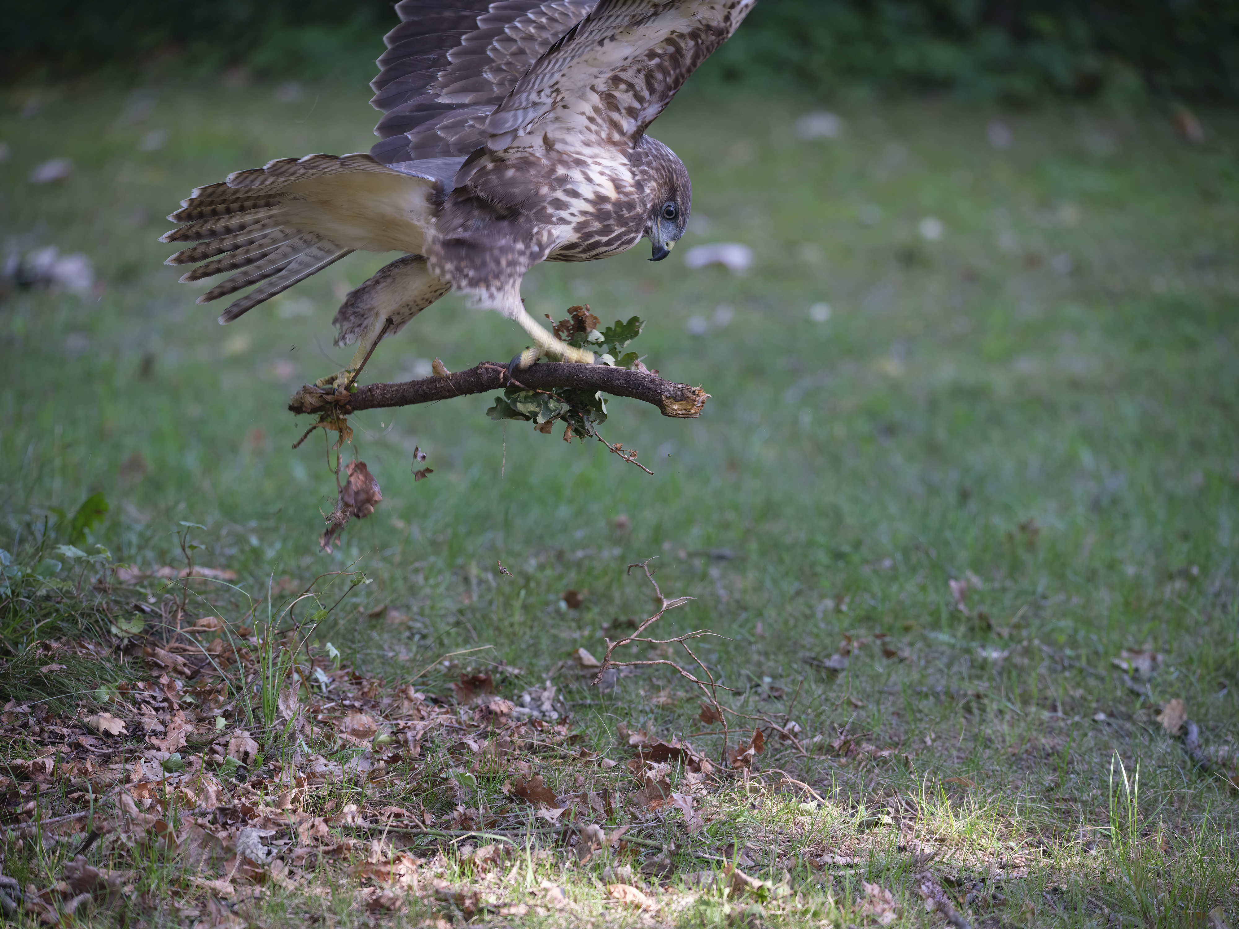 Bussard beim Skaten!