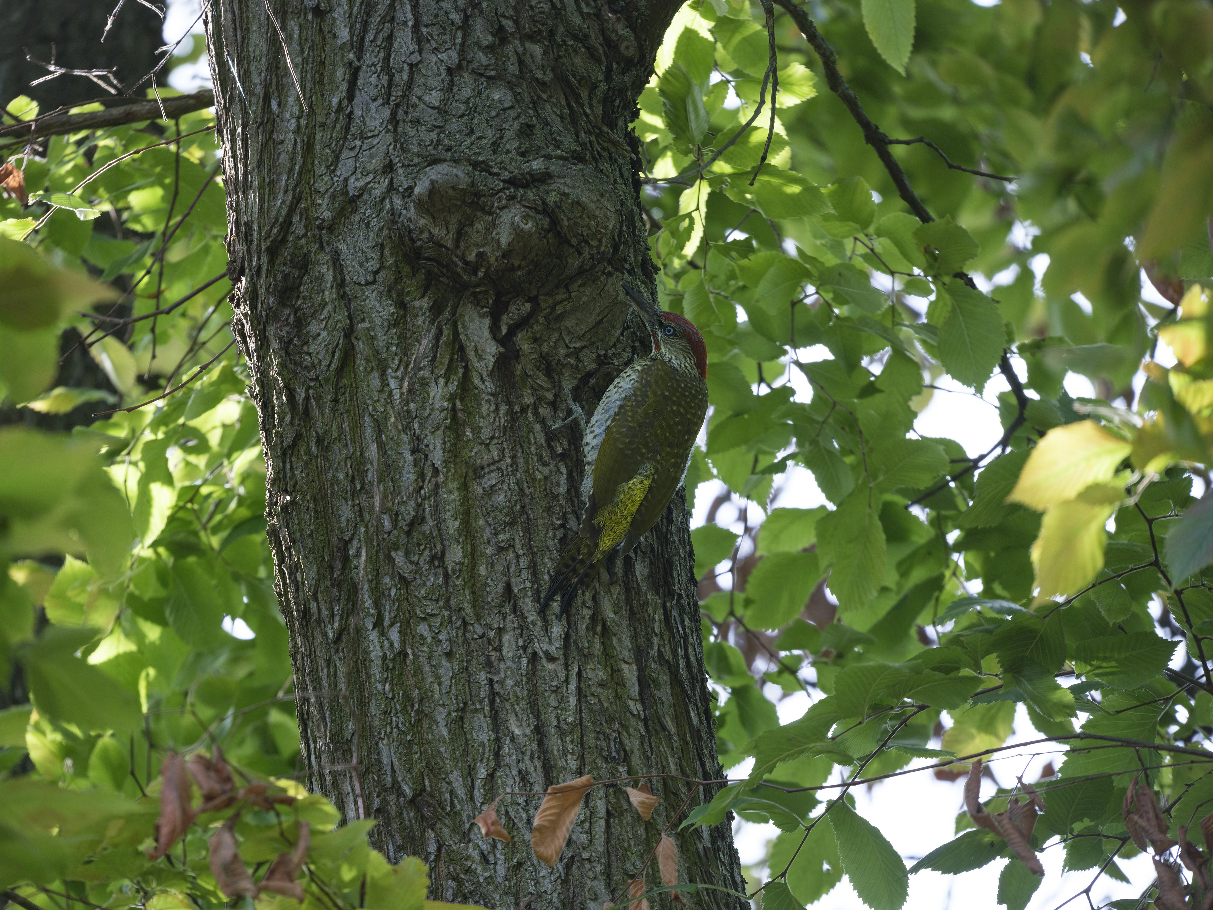 Junges Grünspecht-Männchen
