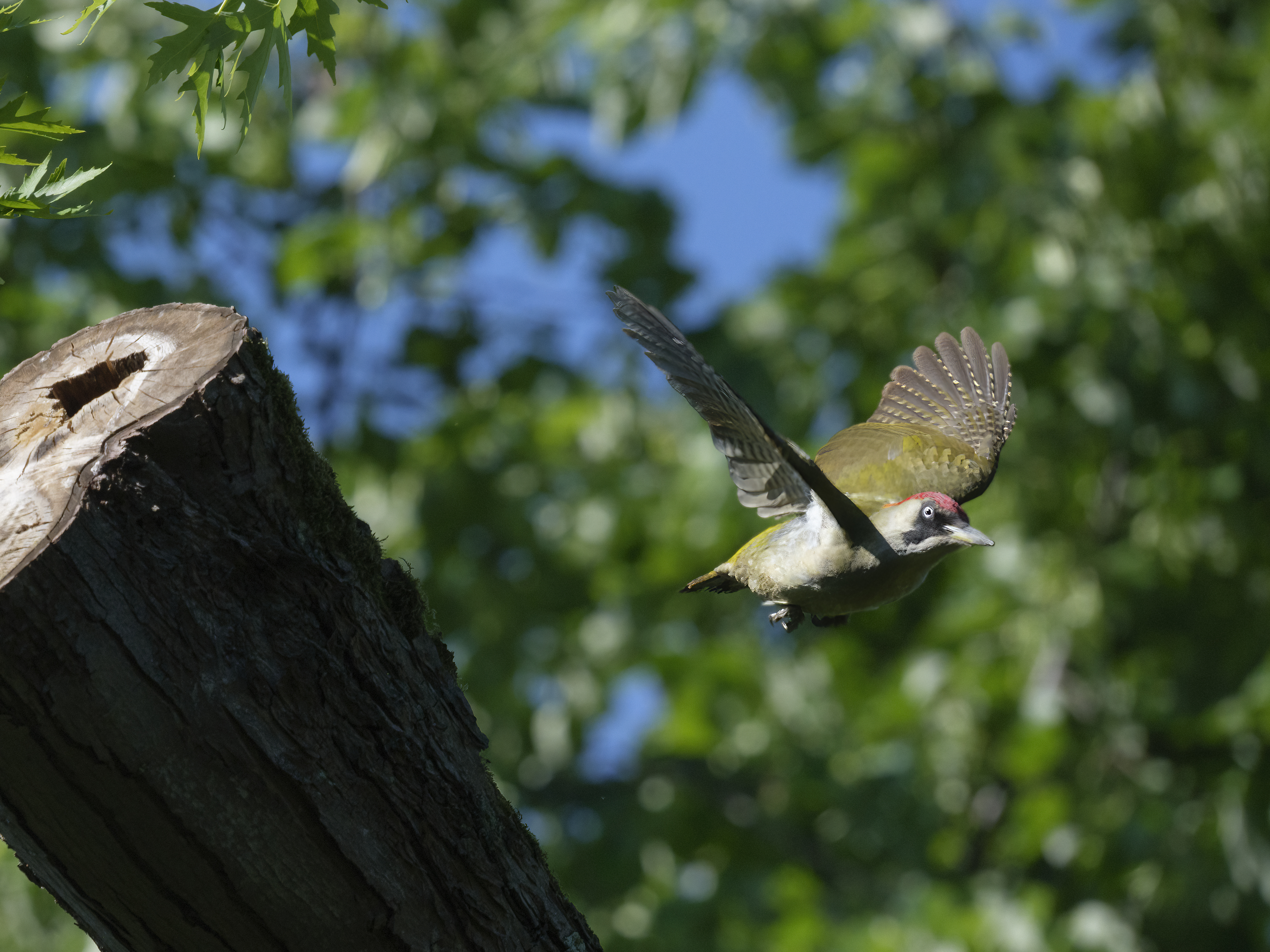 Grünspecht im Flug