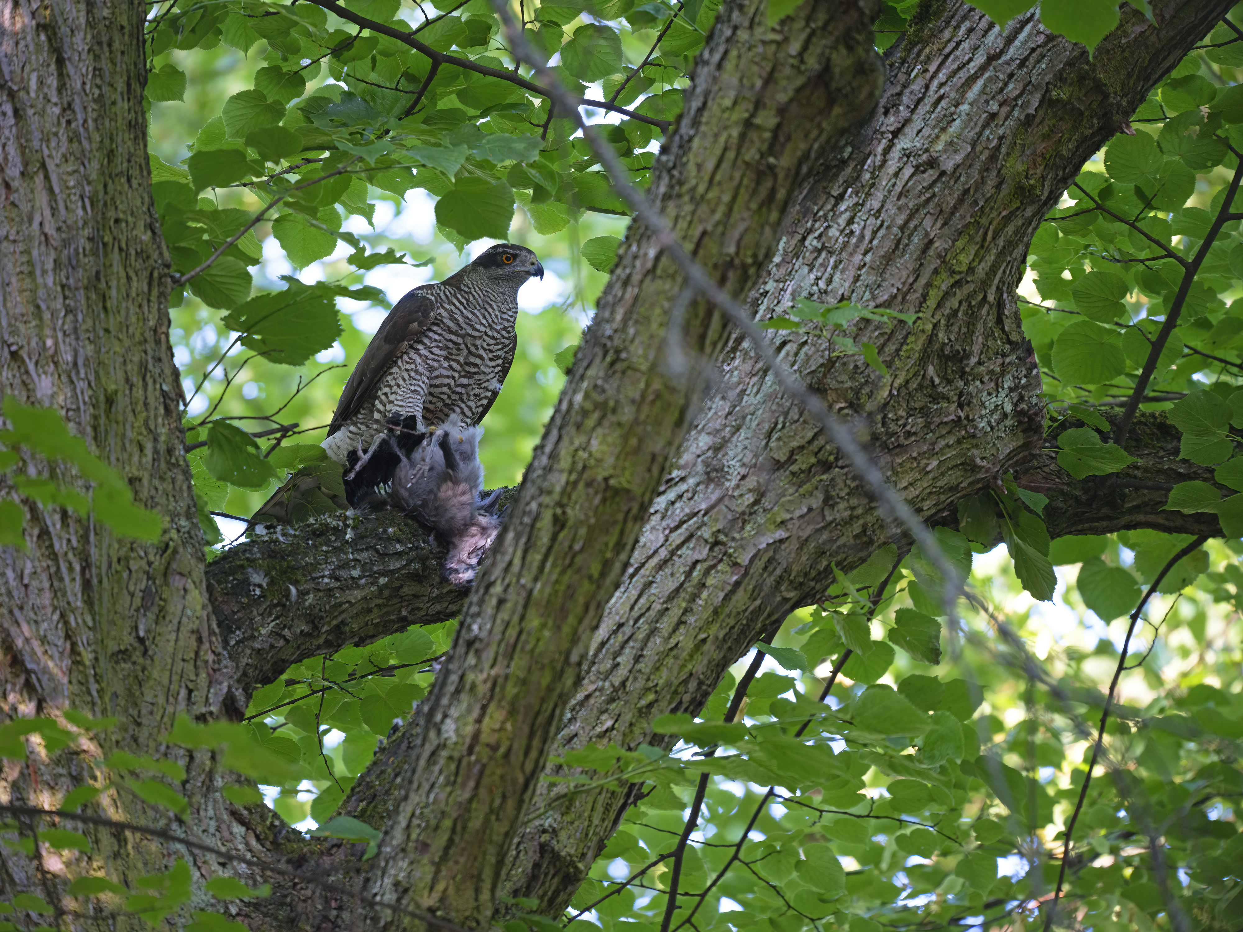 Heute morgen hatte der ...