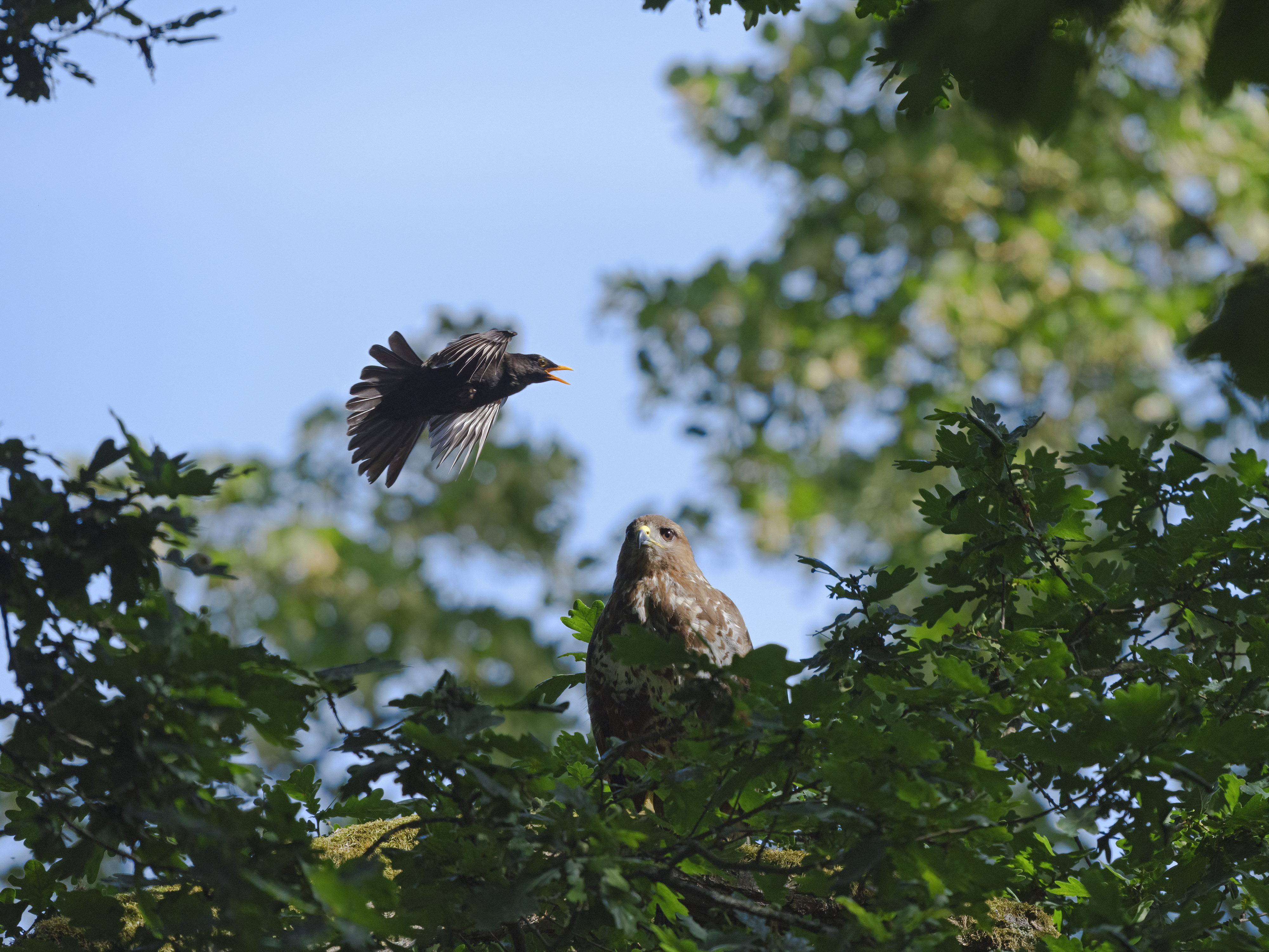 Amseln sind mutige ...