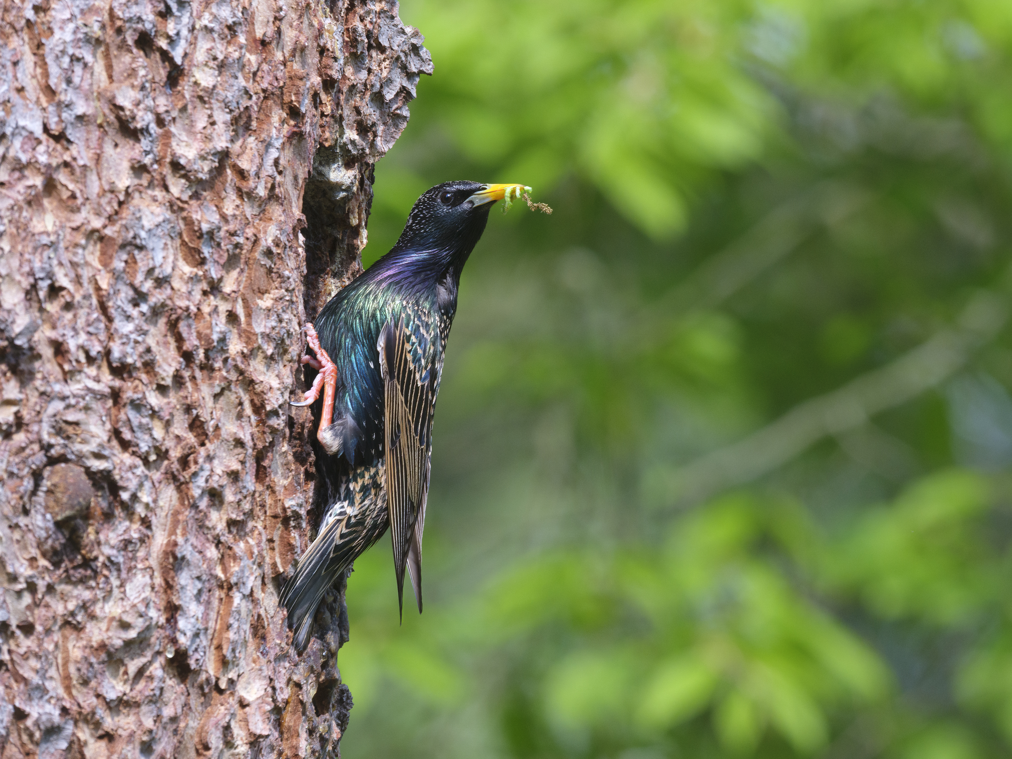 Stare gehören zu ...