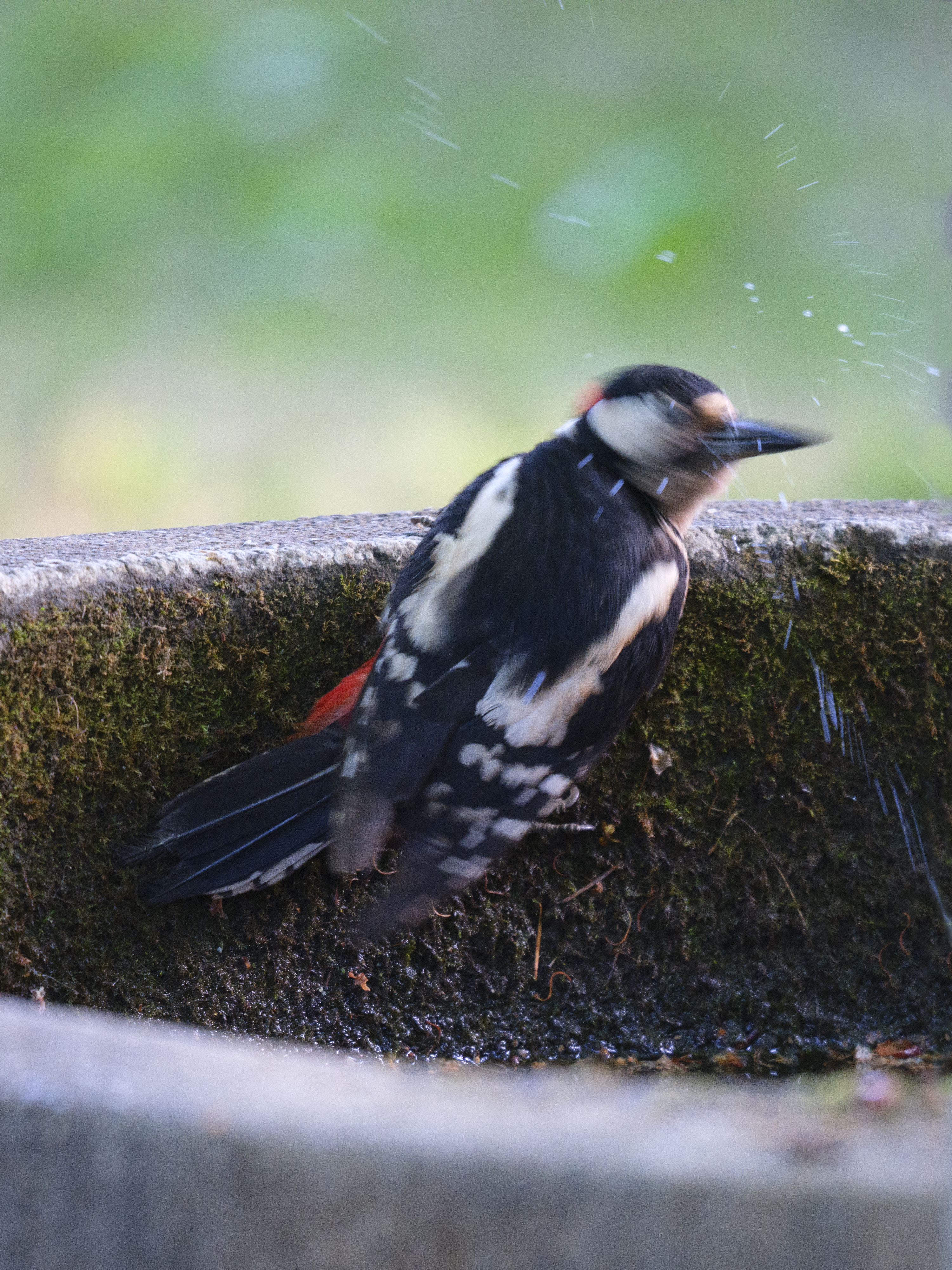 Trinkender Buntspecht
