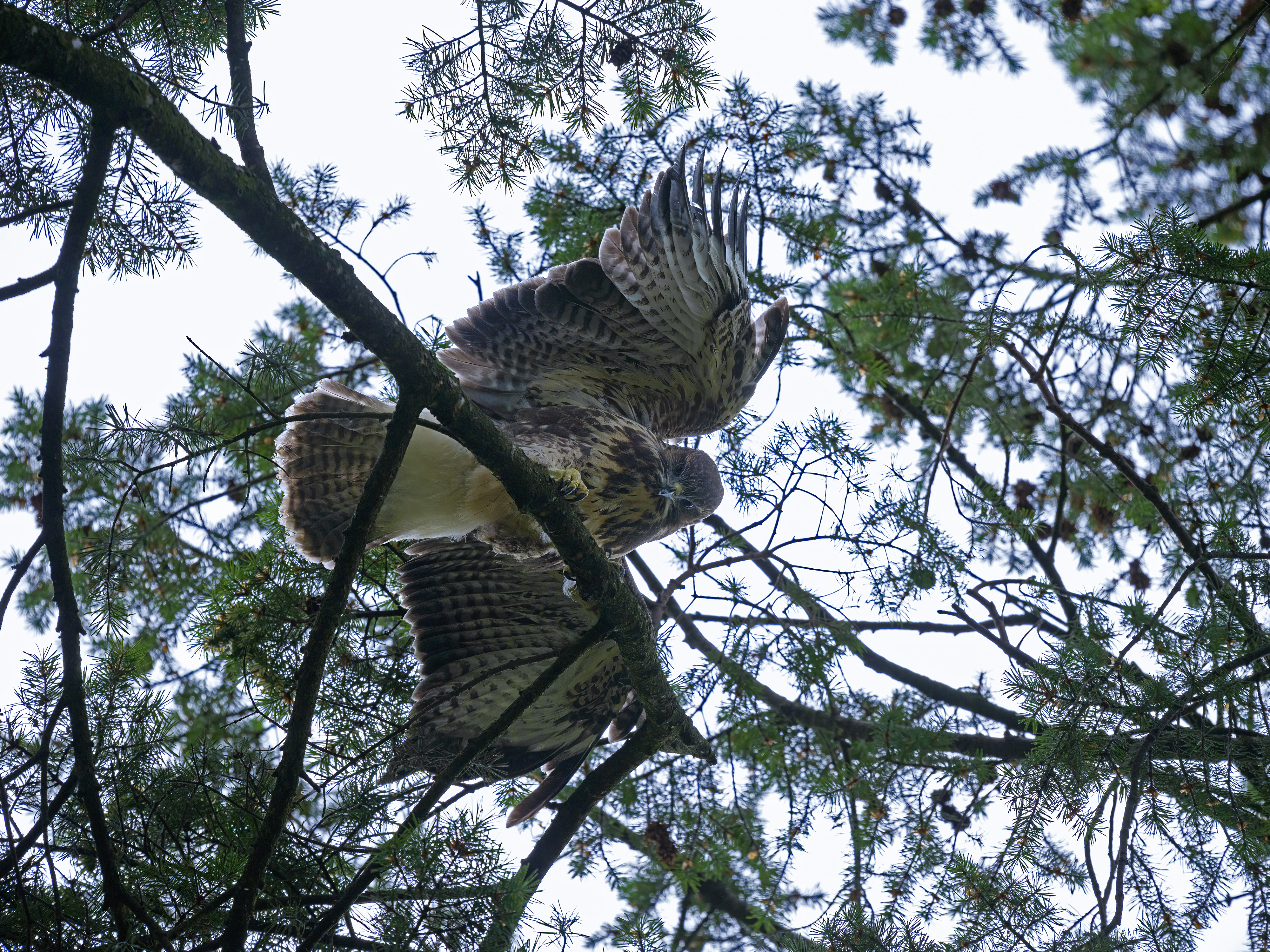 Die beiden jungen ...