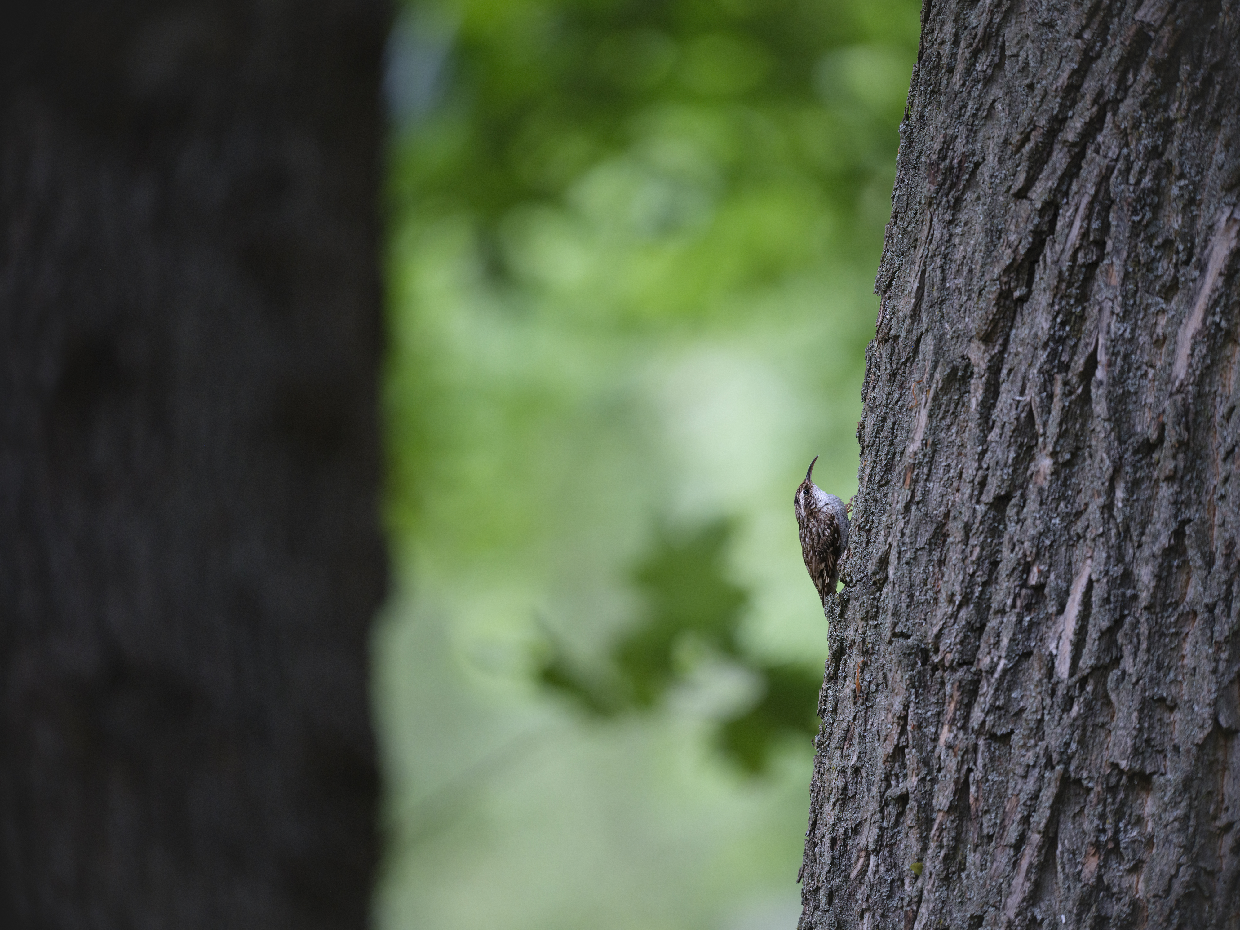 Baumläufer zwischen ...