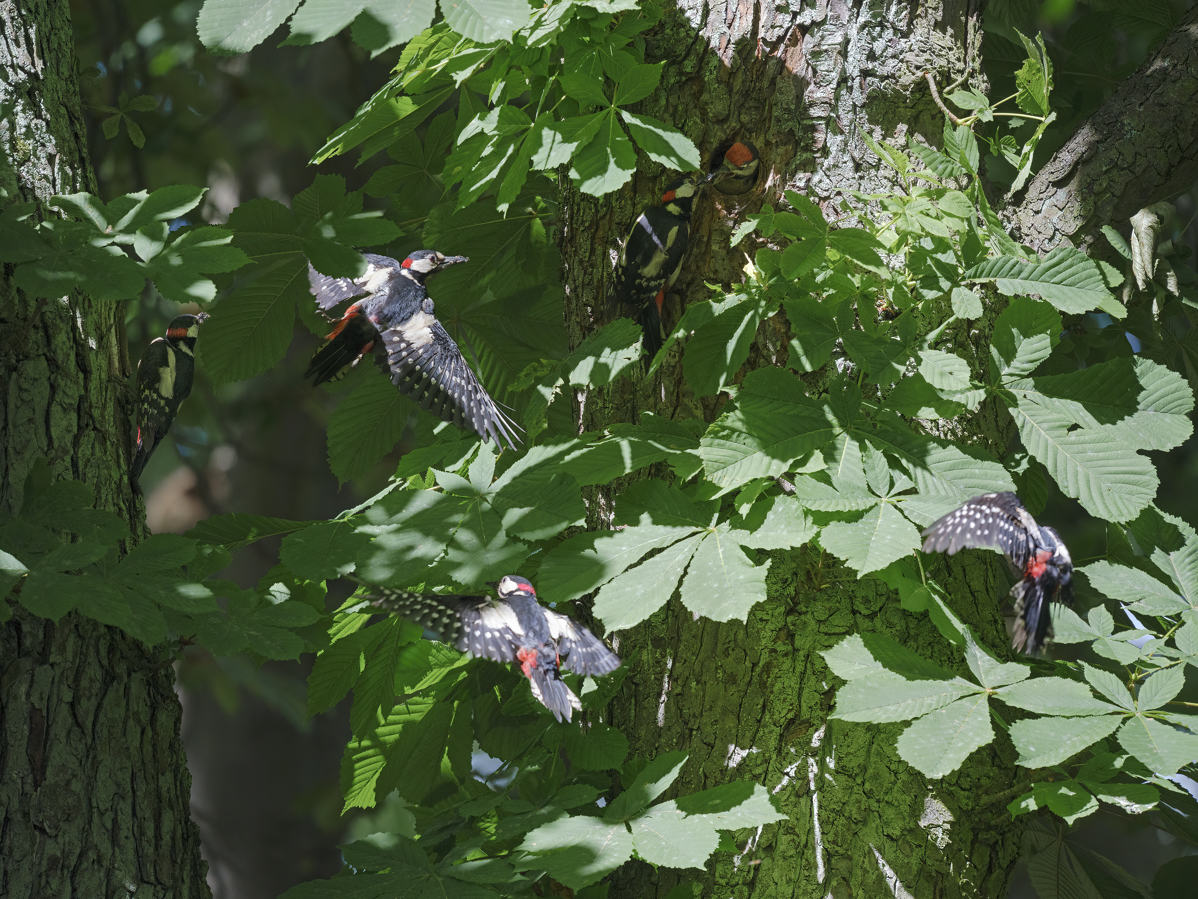 Anflug zur Fütterung ...