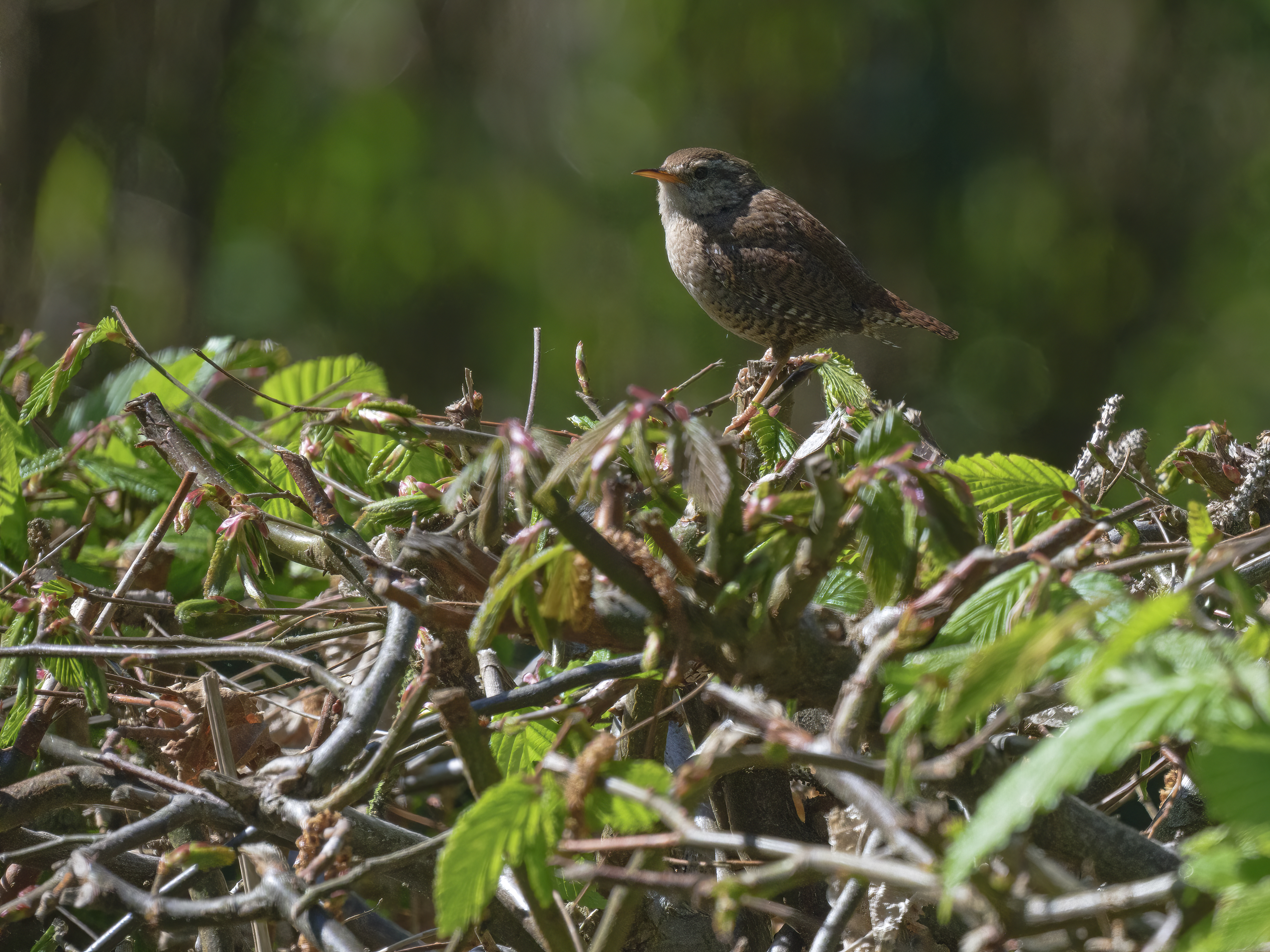 Der Zaunkönig ist ...