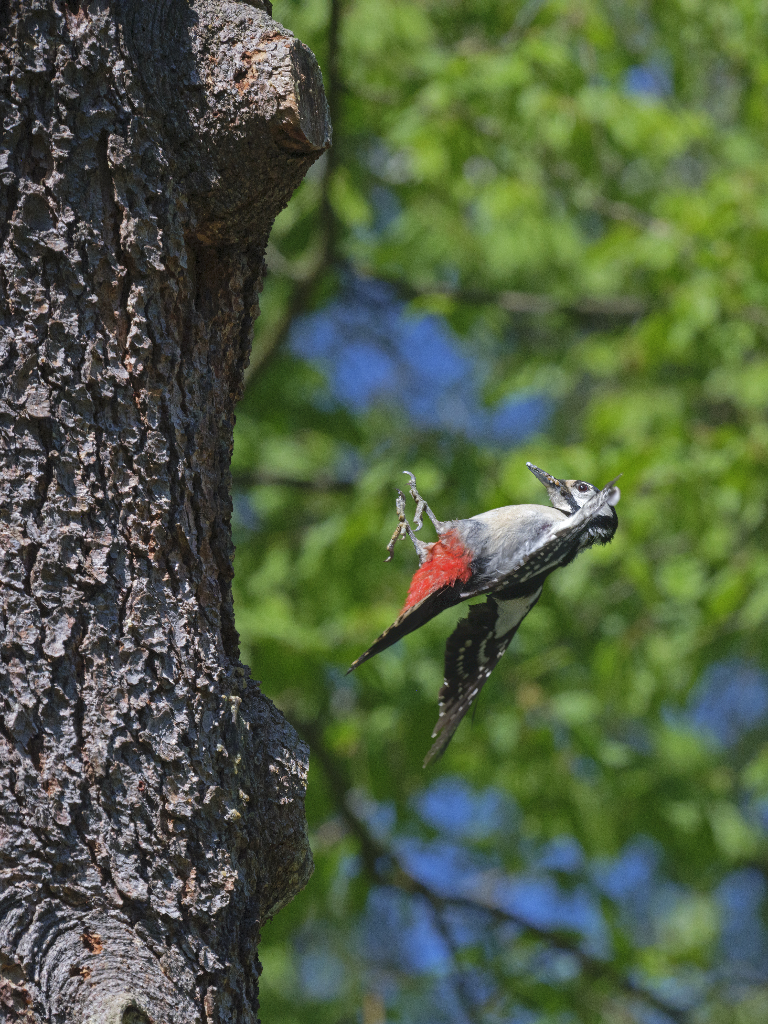 Ziemlich schräger ...