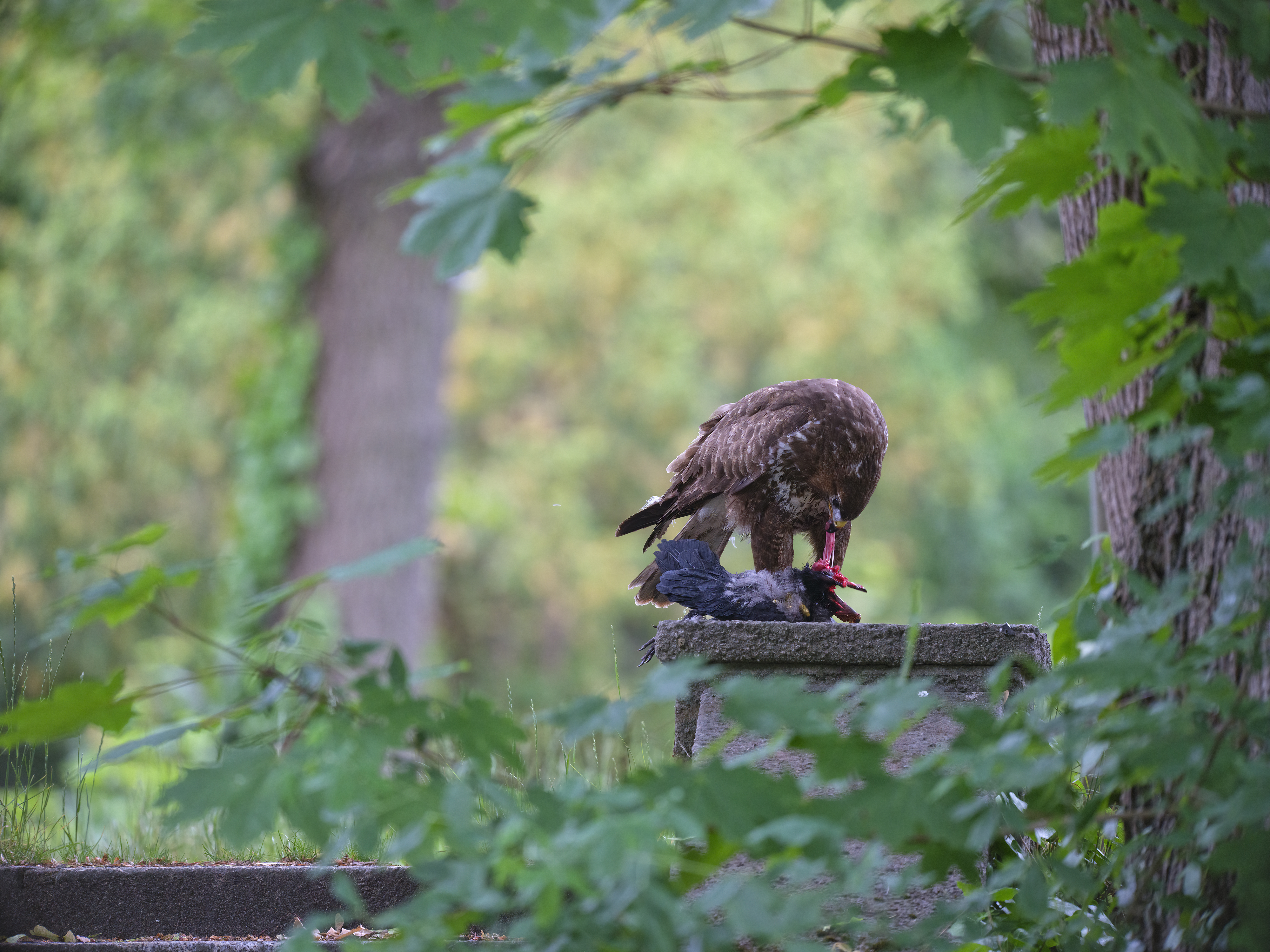 Nebelkrähen stehen ...
