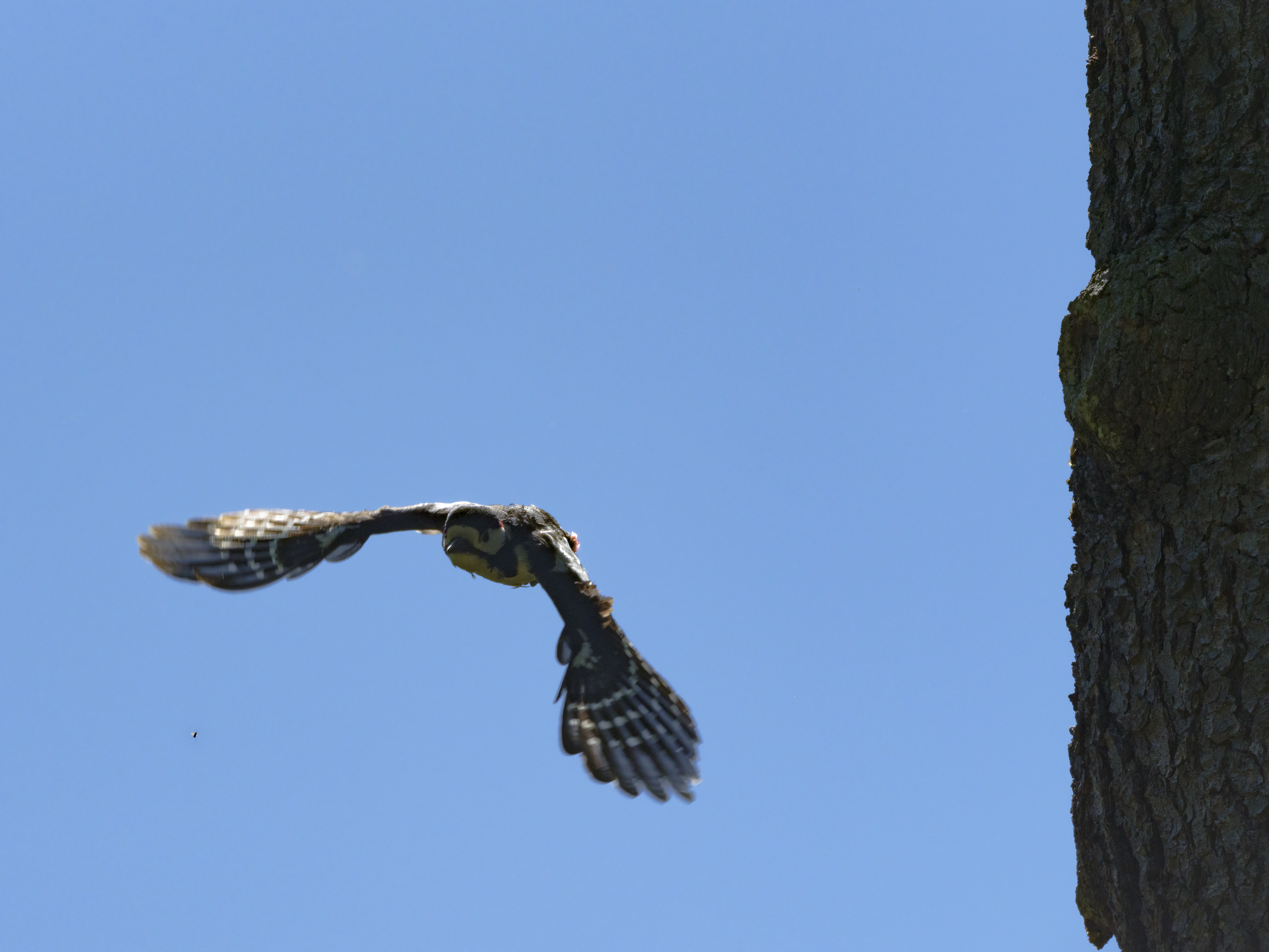 Buntspecht verlässt ...