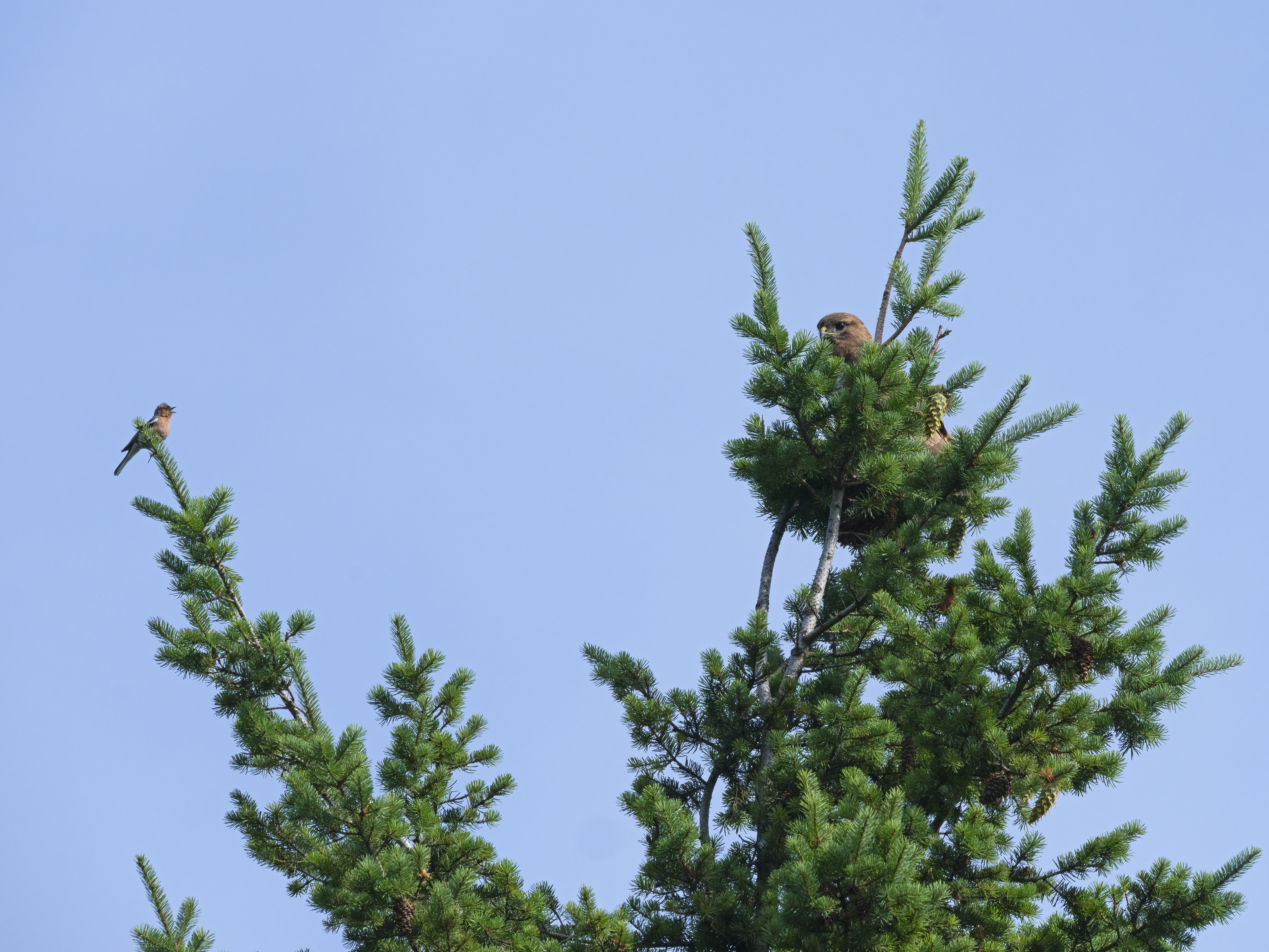 Der Buchfink erklärte ...