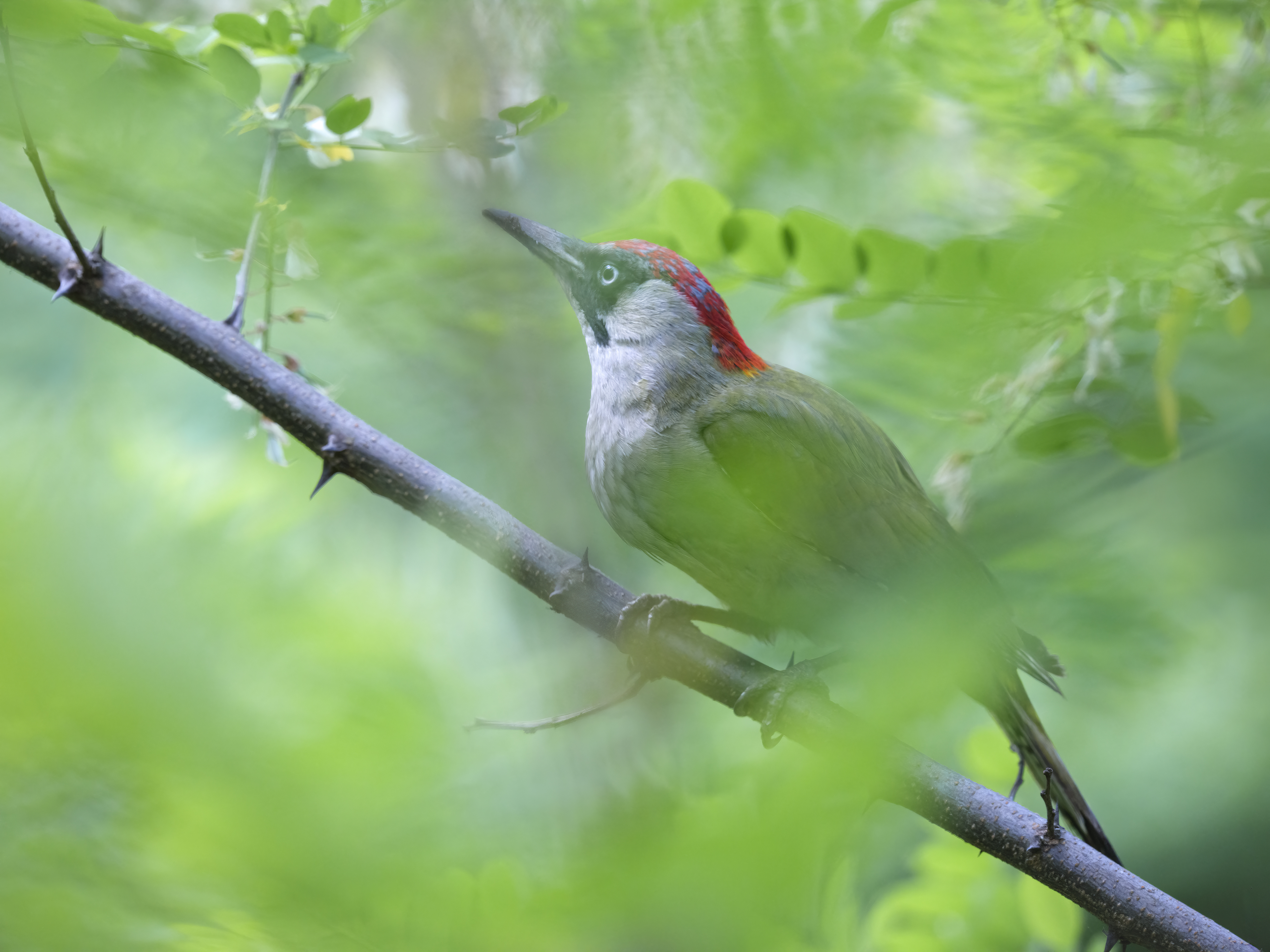 Grünspecht im Grünen