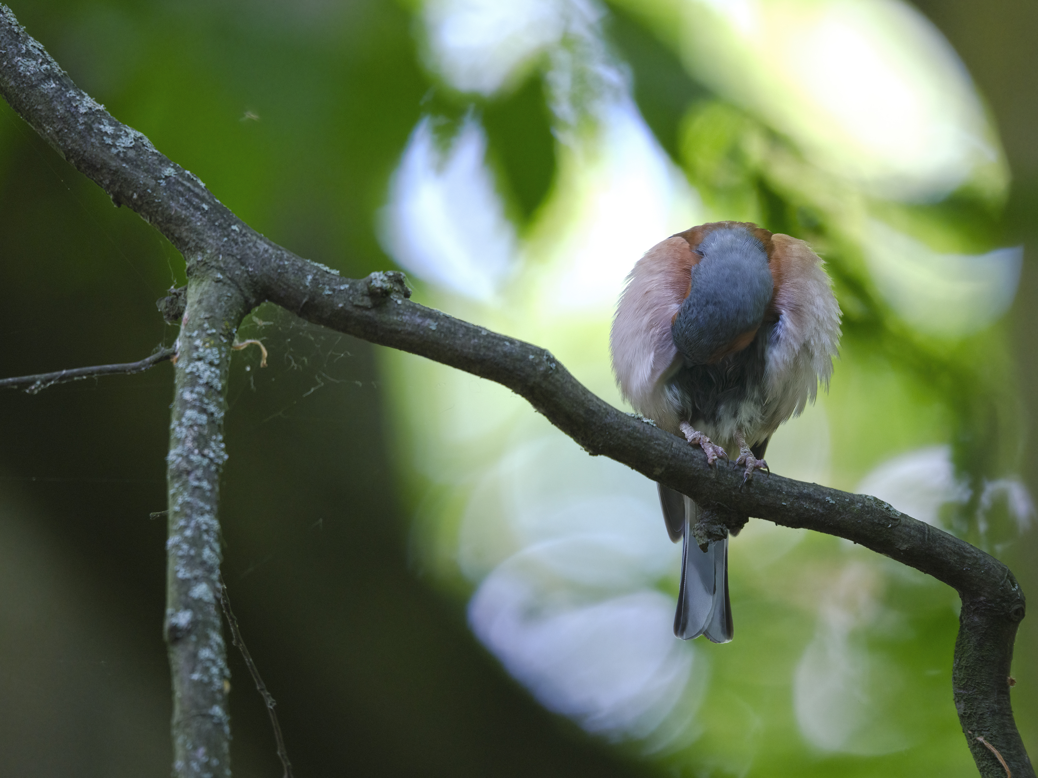 Der Buchfink kann ...