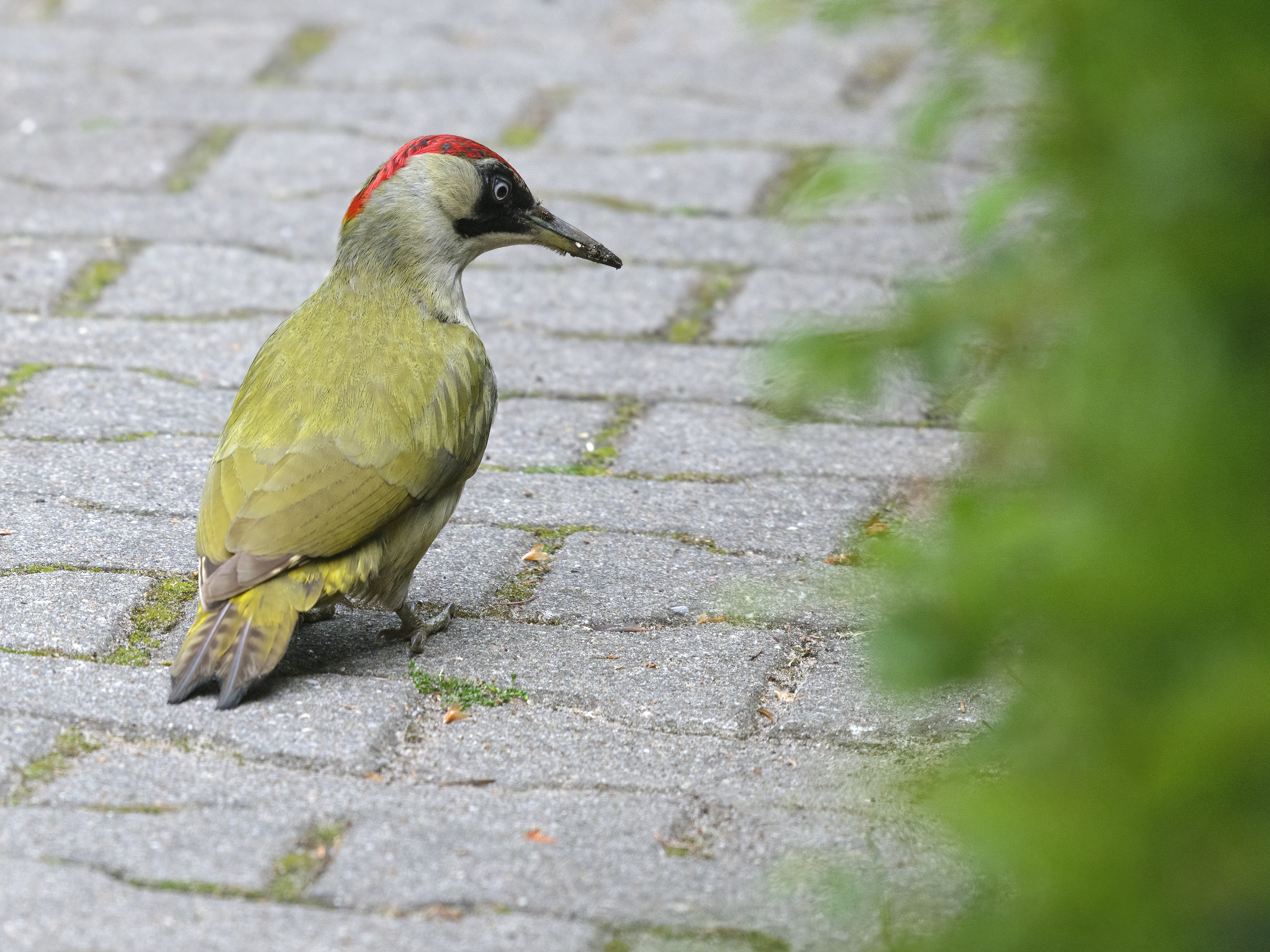 Was für ein schönes Tier!