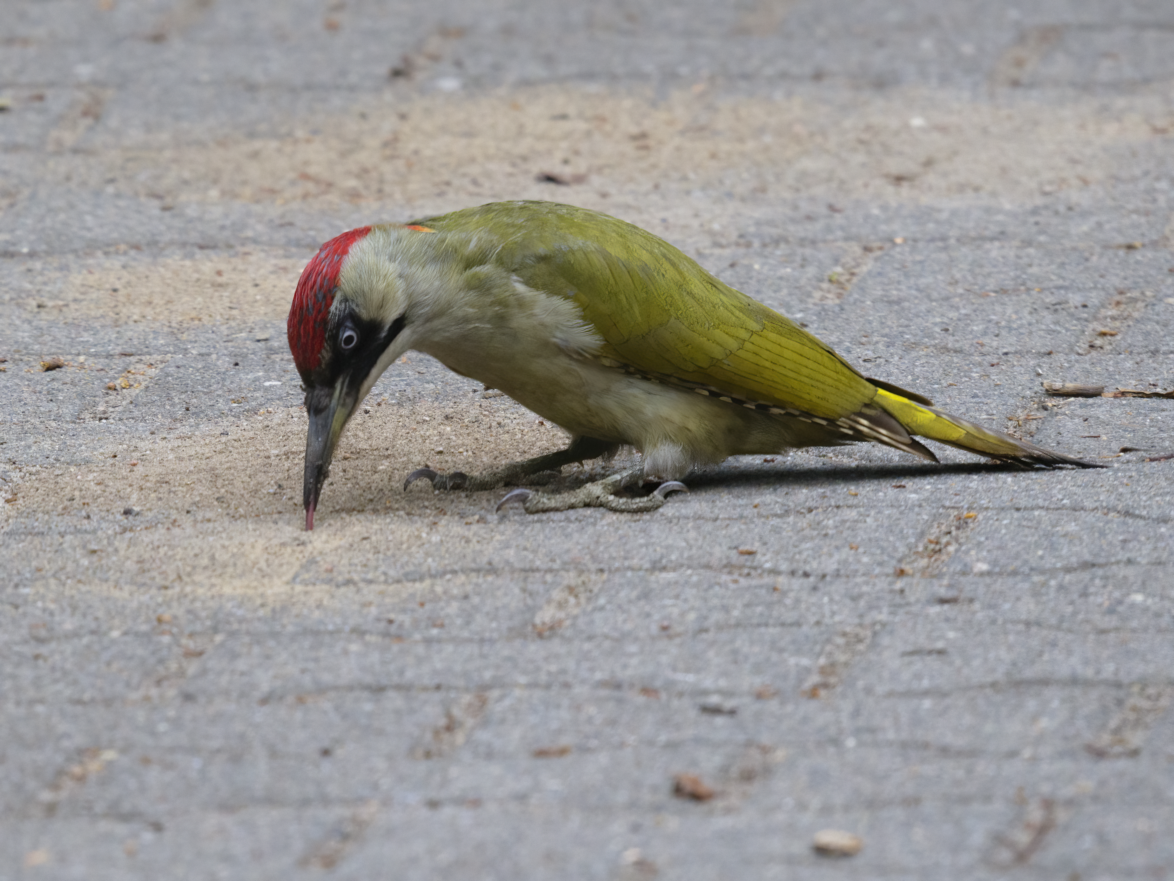 Mit seiner bis zu ...