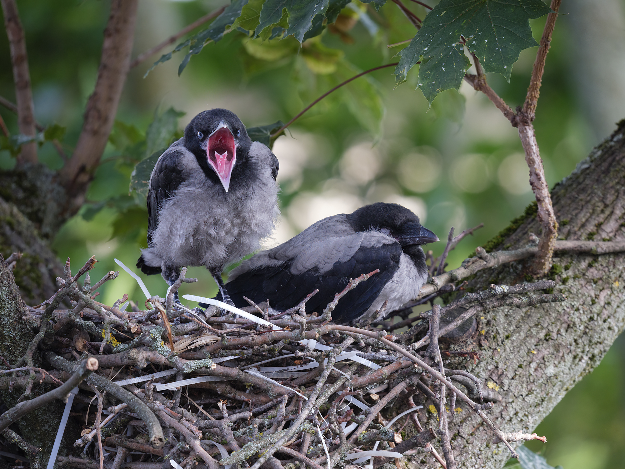 Hallo, ich habe Hunger!