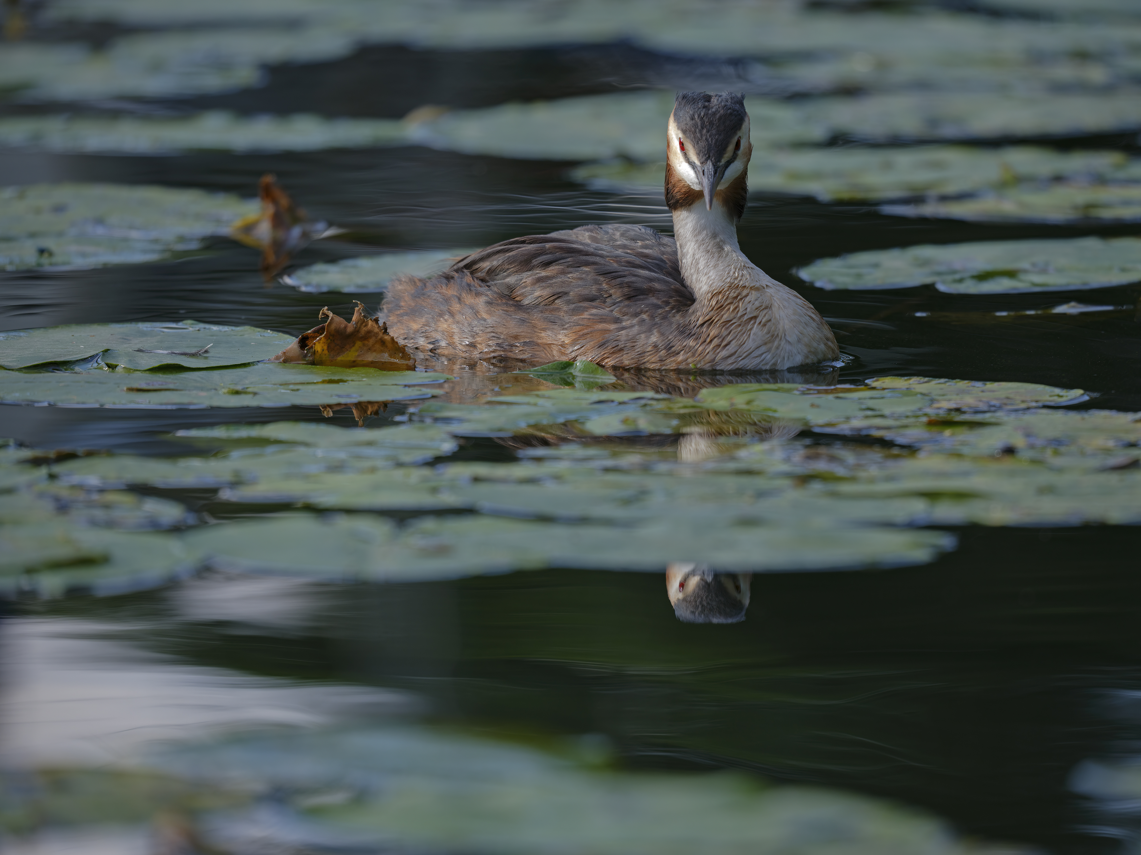 Haubentaucher auf ...