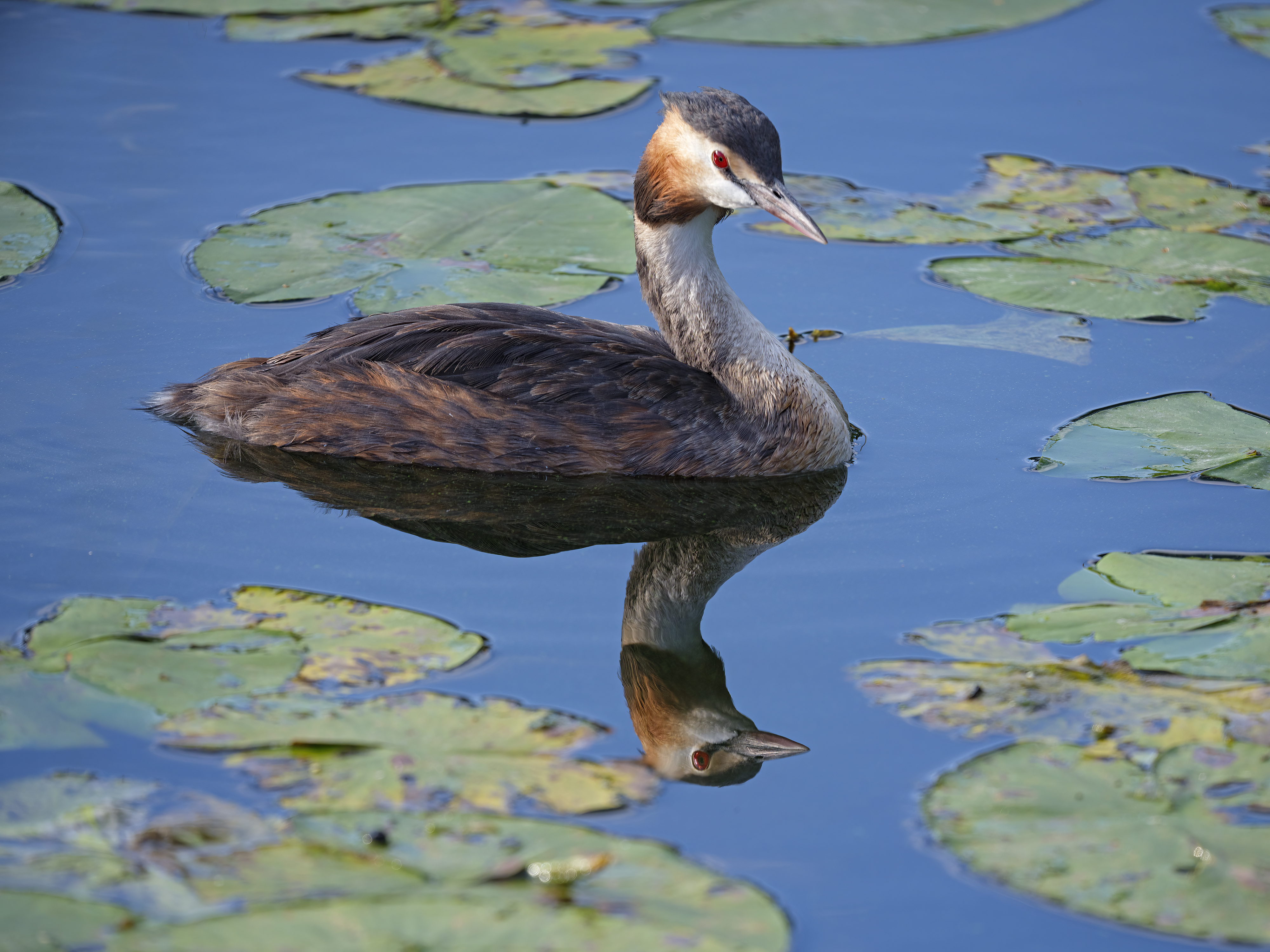 Die roten Augen des ...