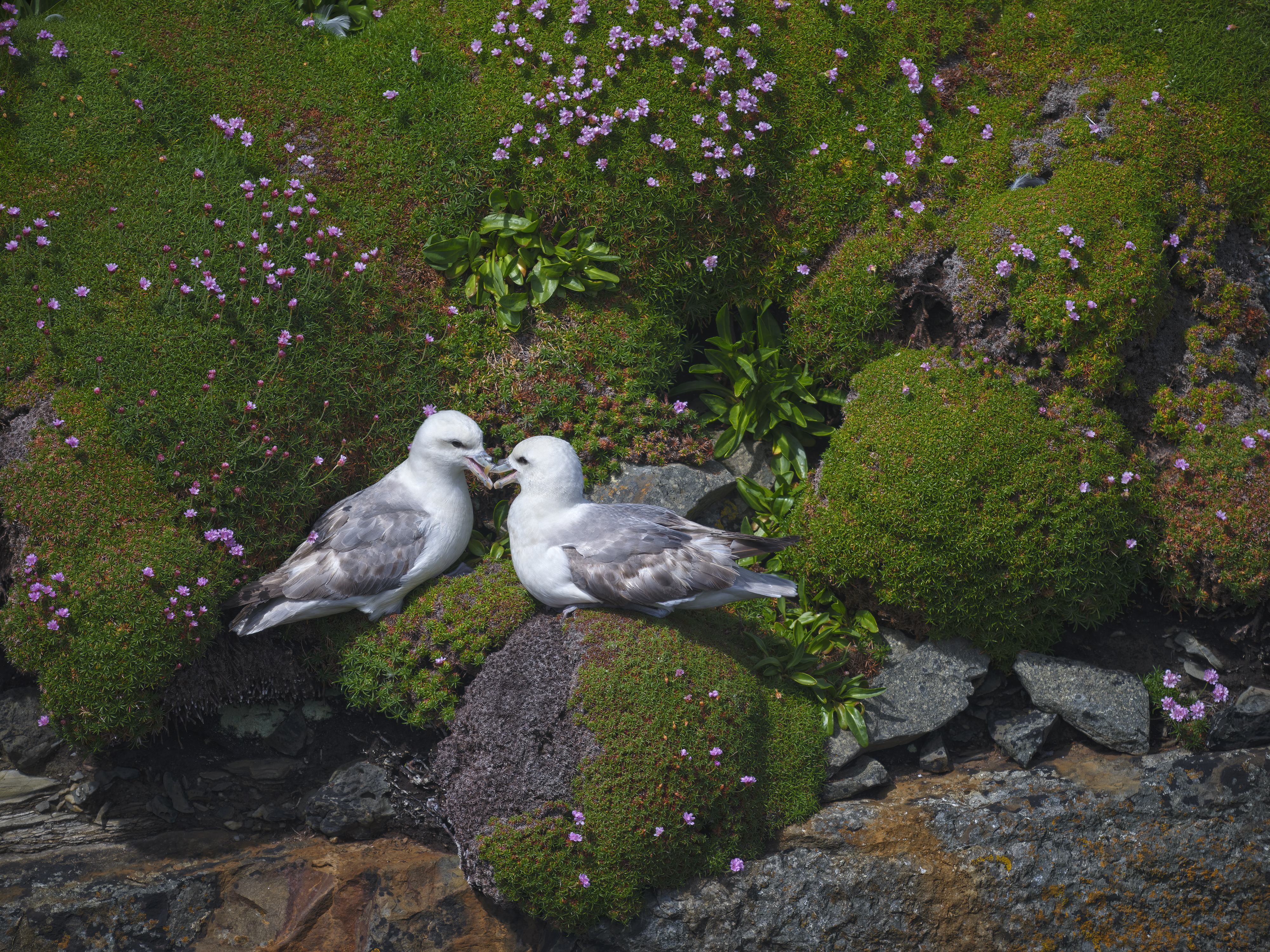 Eissturmvögel, Loop Head, Irland