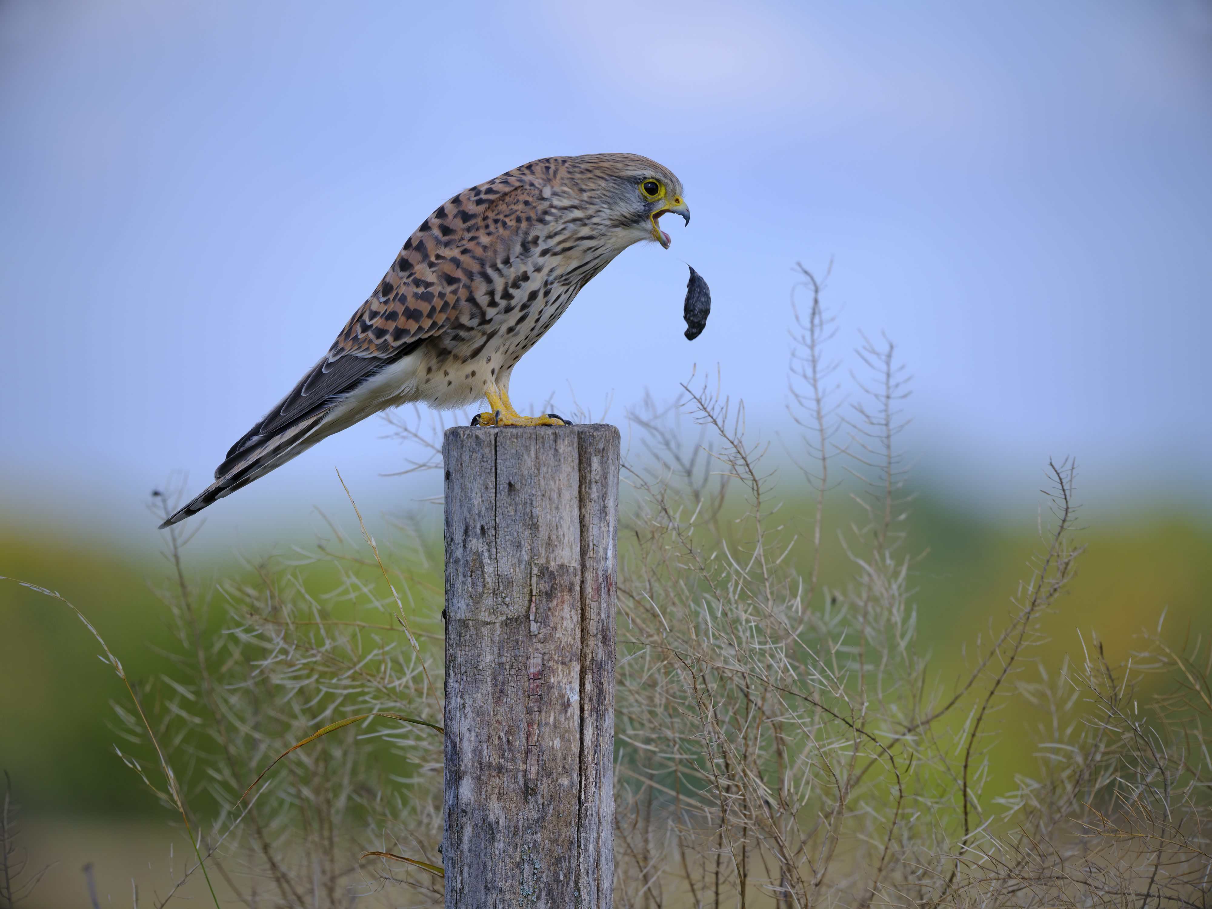 Das, was Greifvögel ...
