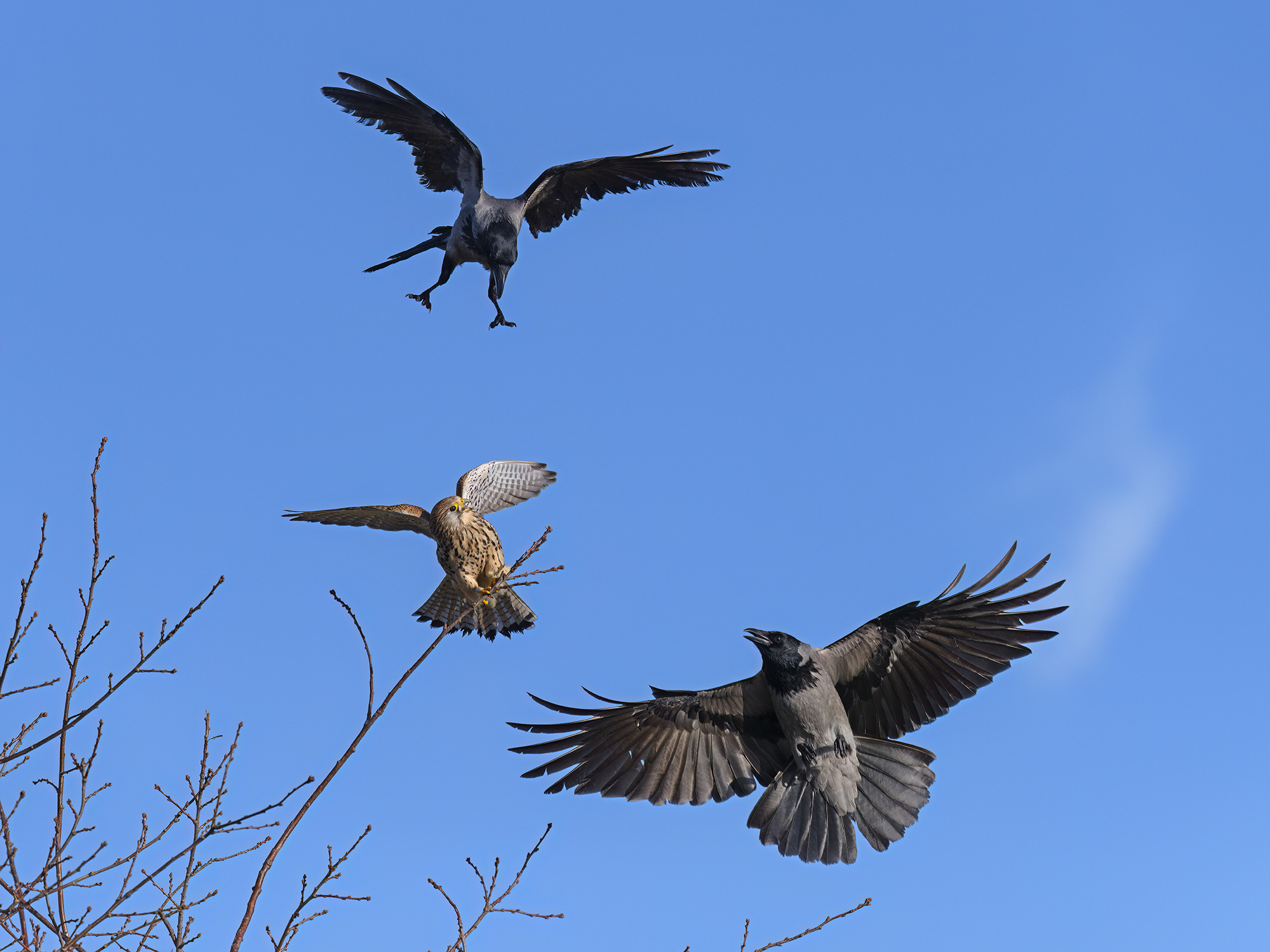 Krähen sind schon sehr ...