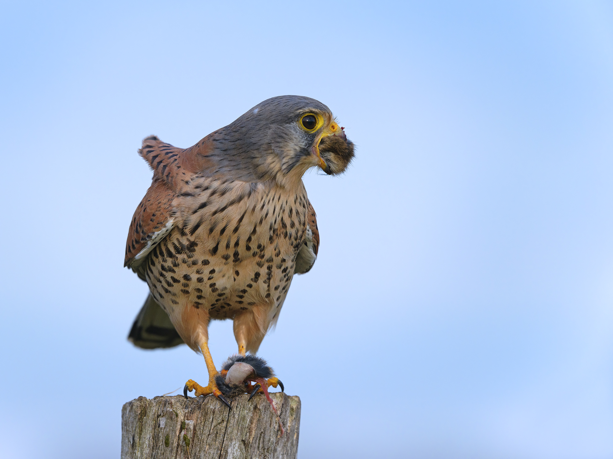 Von Mäusen kann ...
