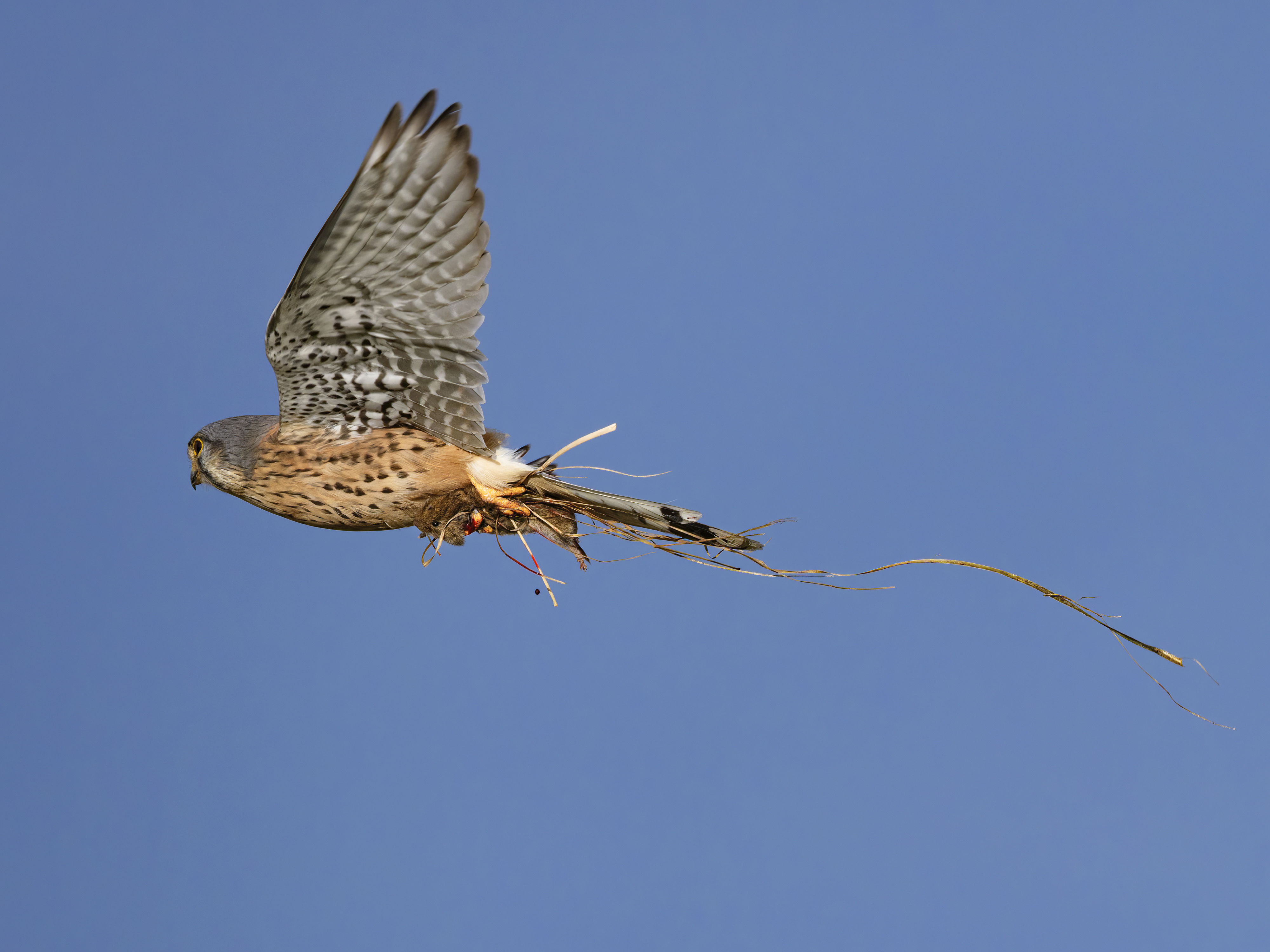 Beim Turmfalken- ...