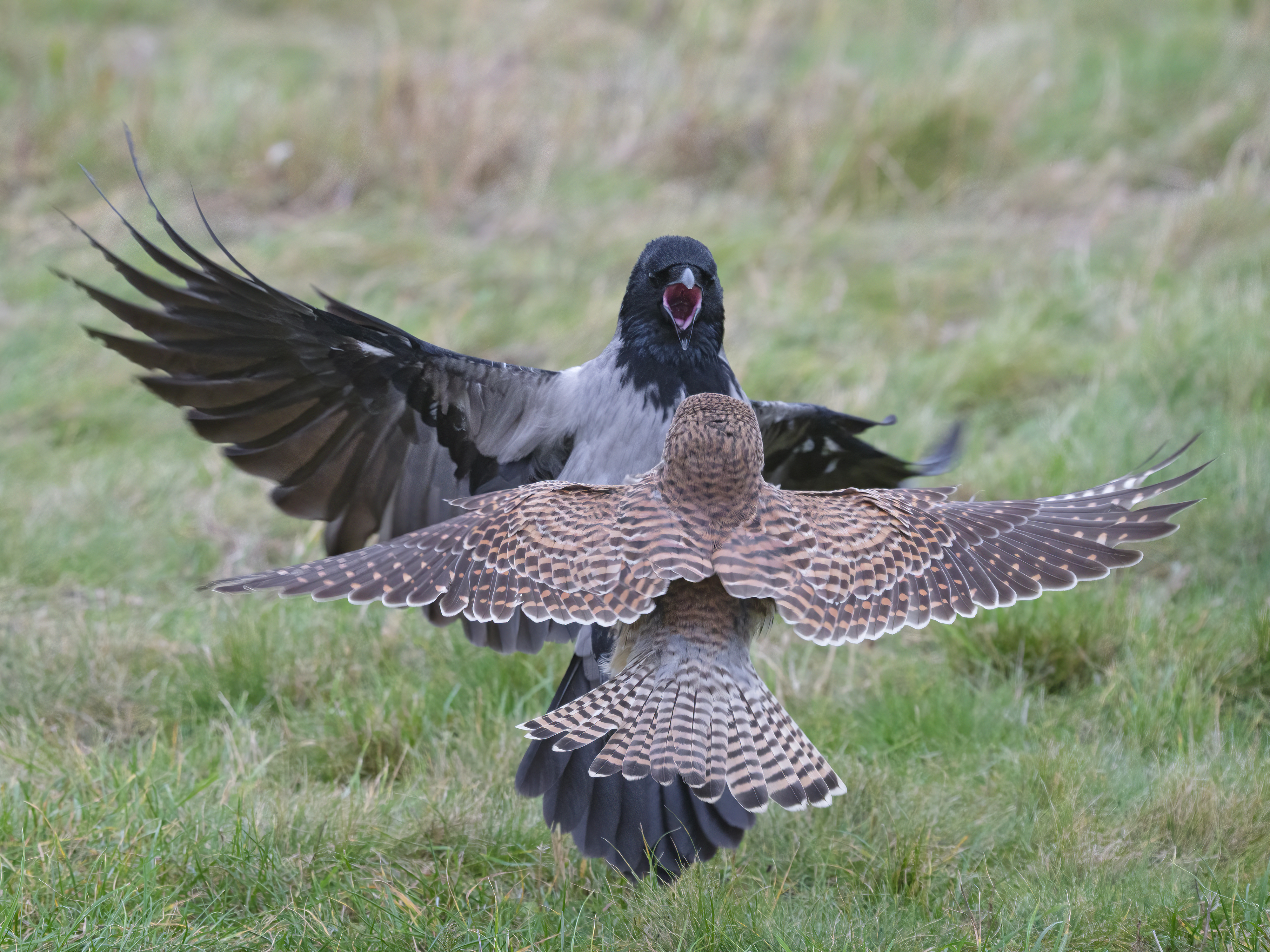 Streitigkeiten zwischen ...