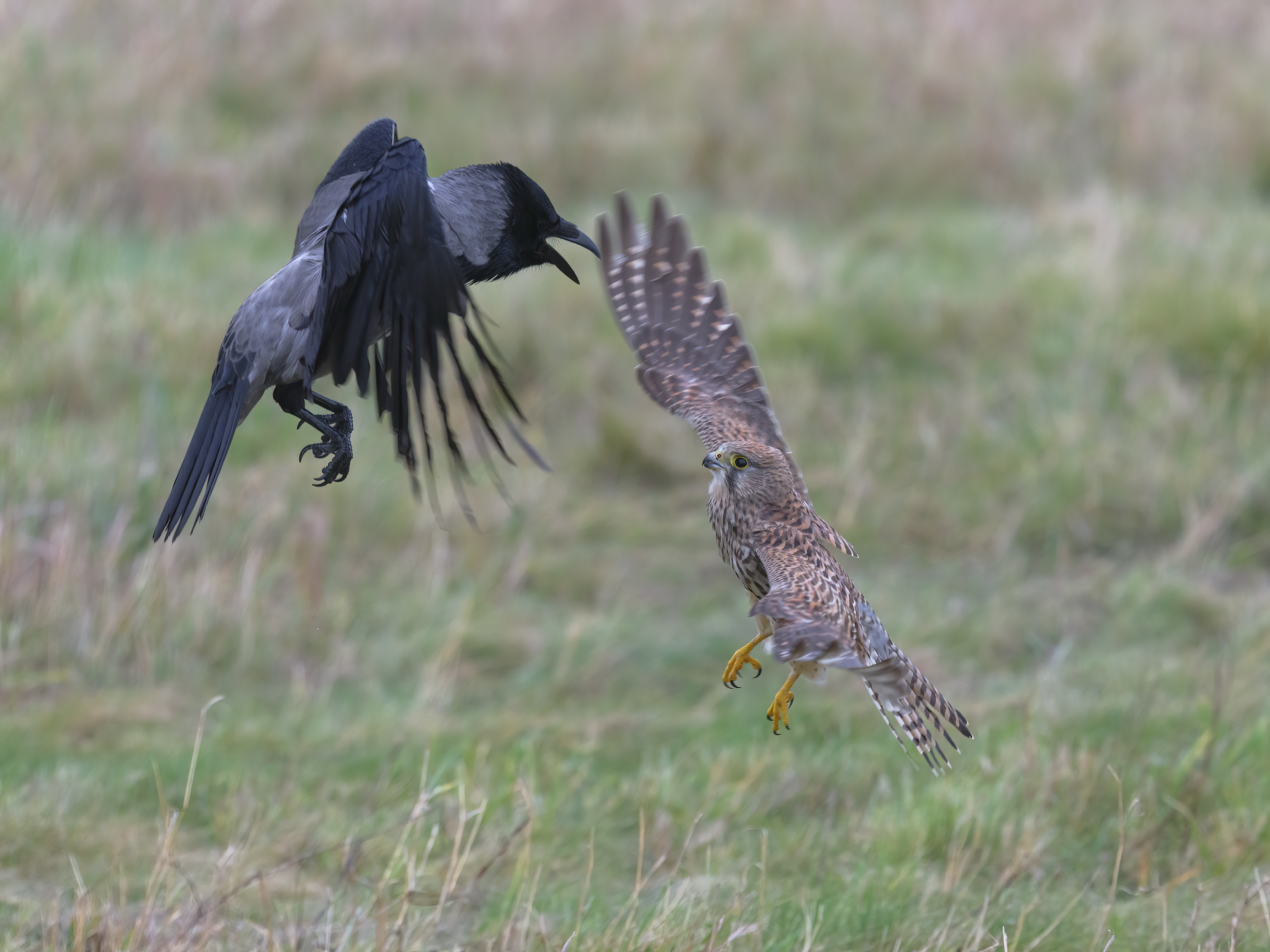 Streitigkeiten zwischen ...
