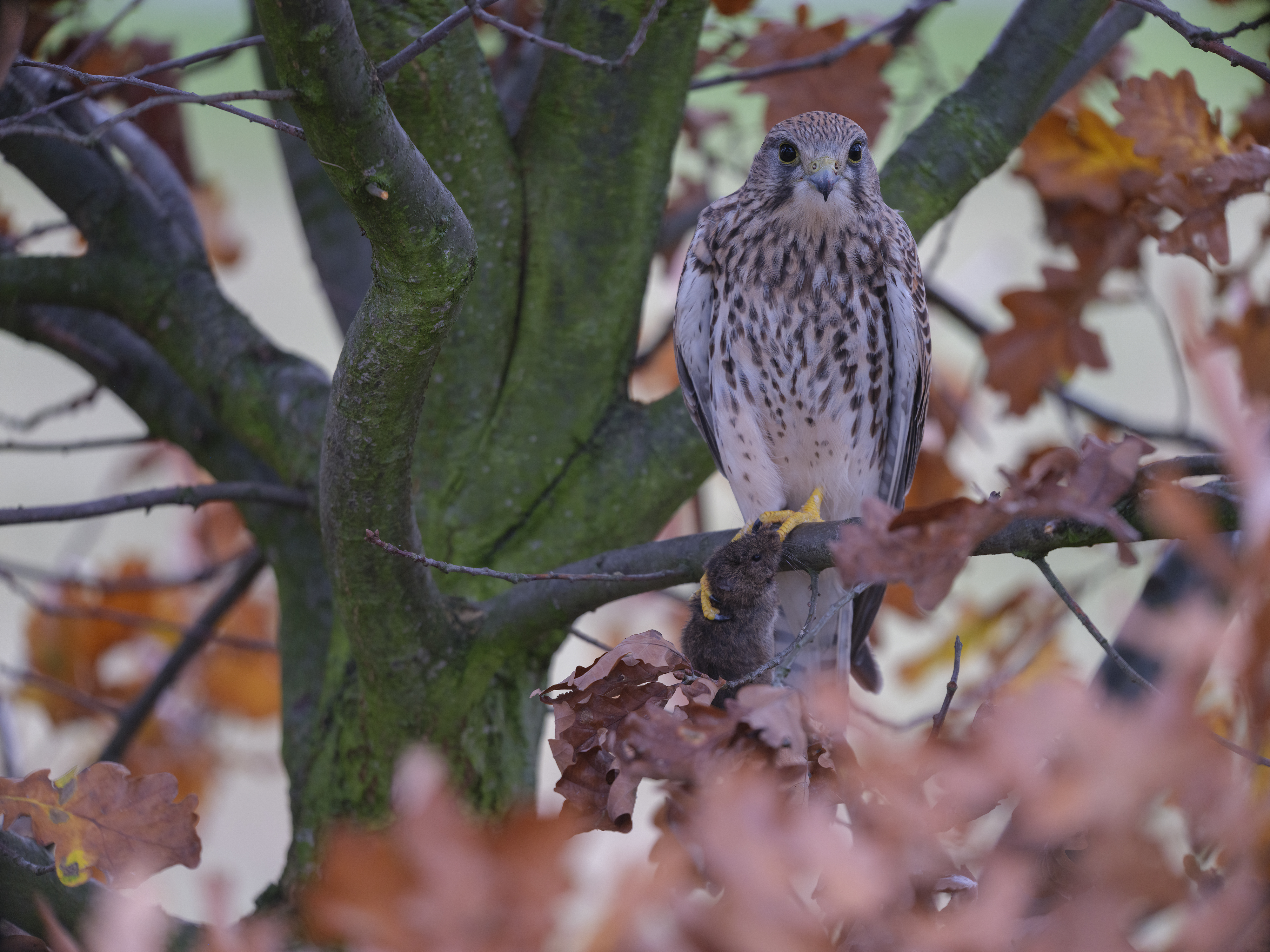 Und wieder hat ein ...