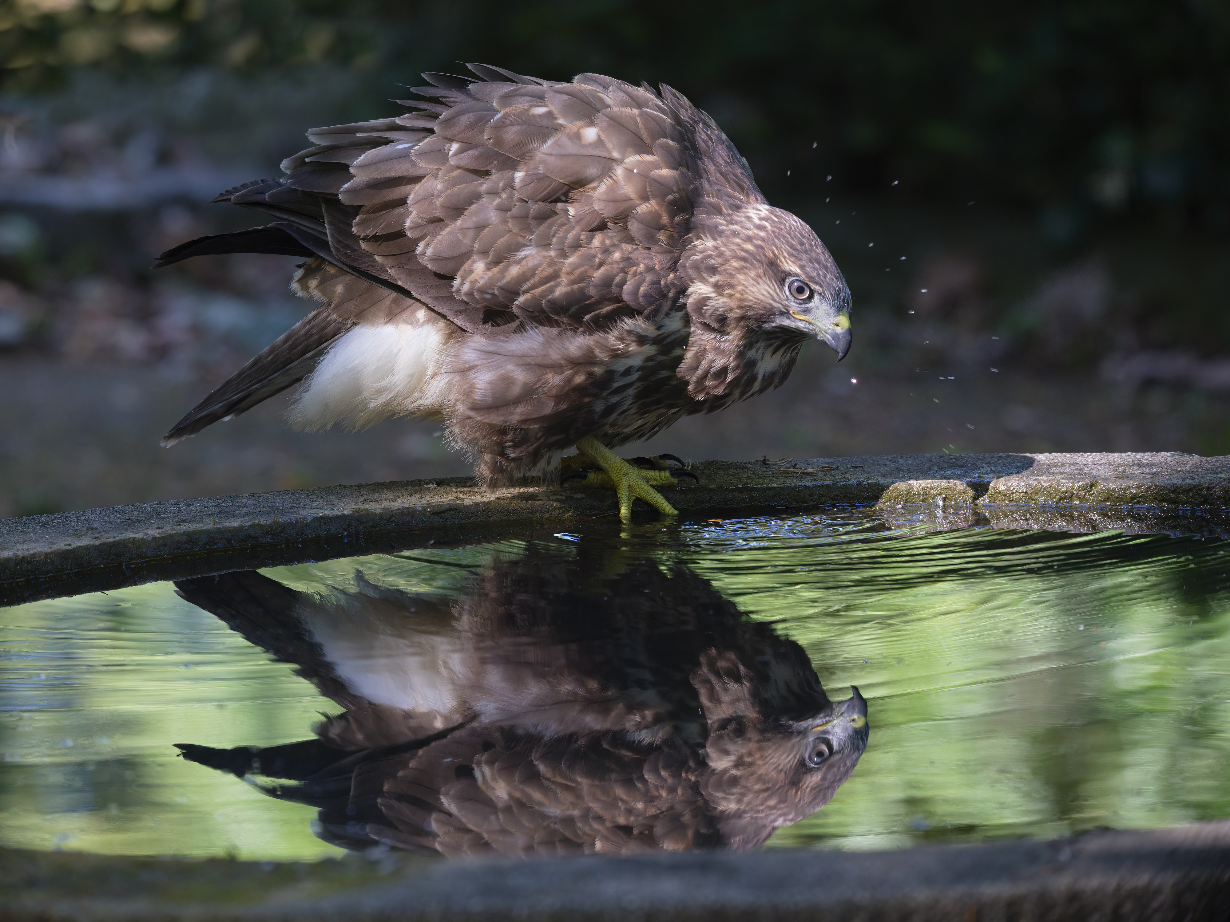 Der junge Bussard ...