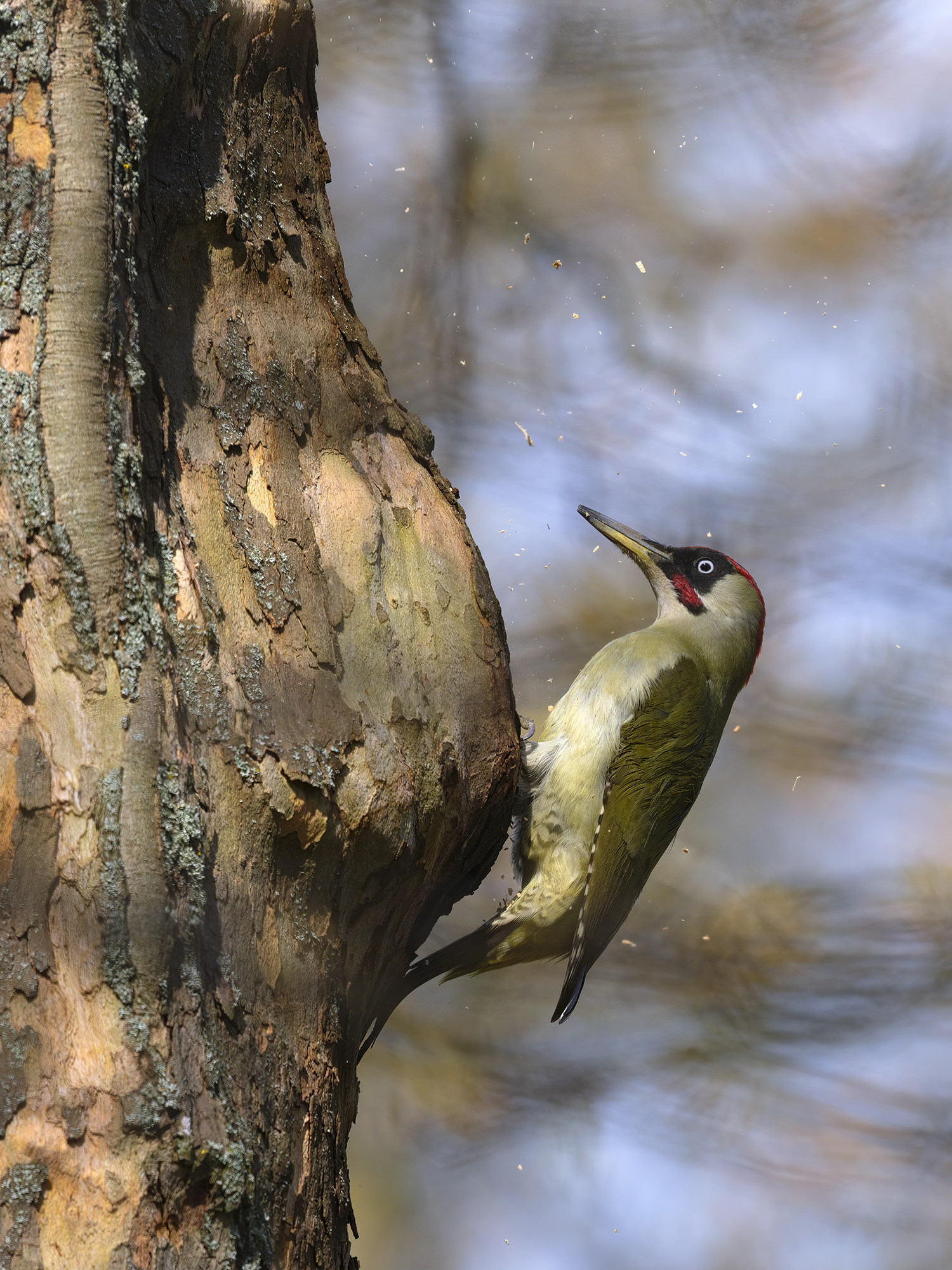 Der Grünspecht bearbeitet ...