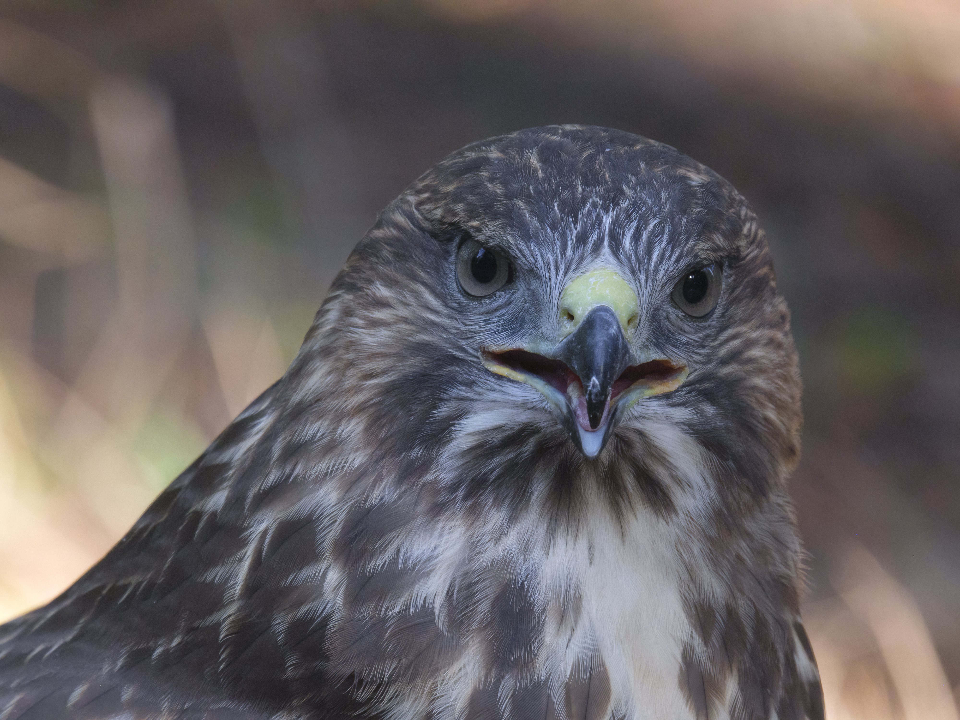 Bussard Portrait