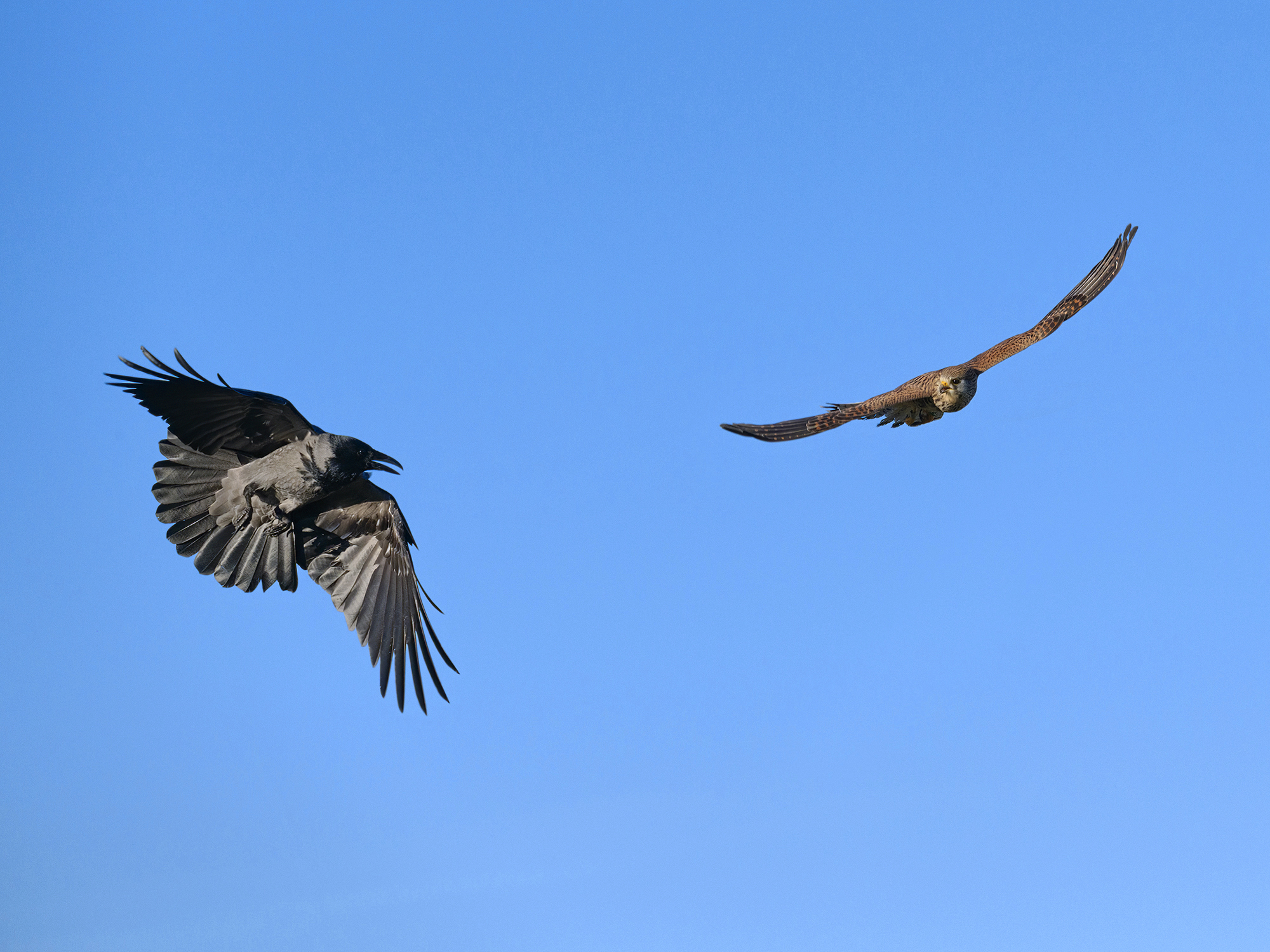 Begegnung in der Luft