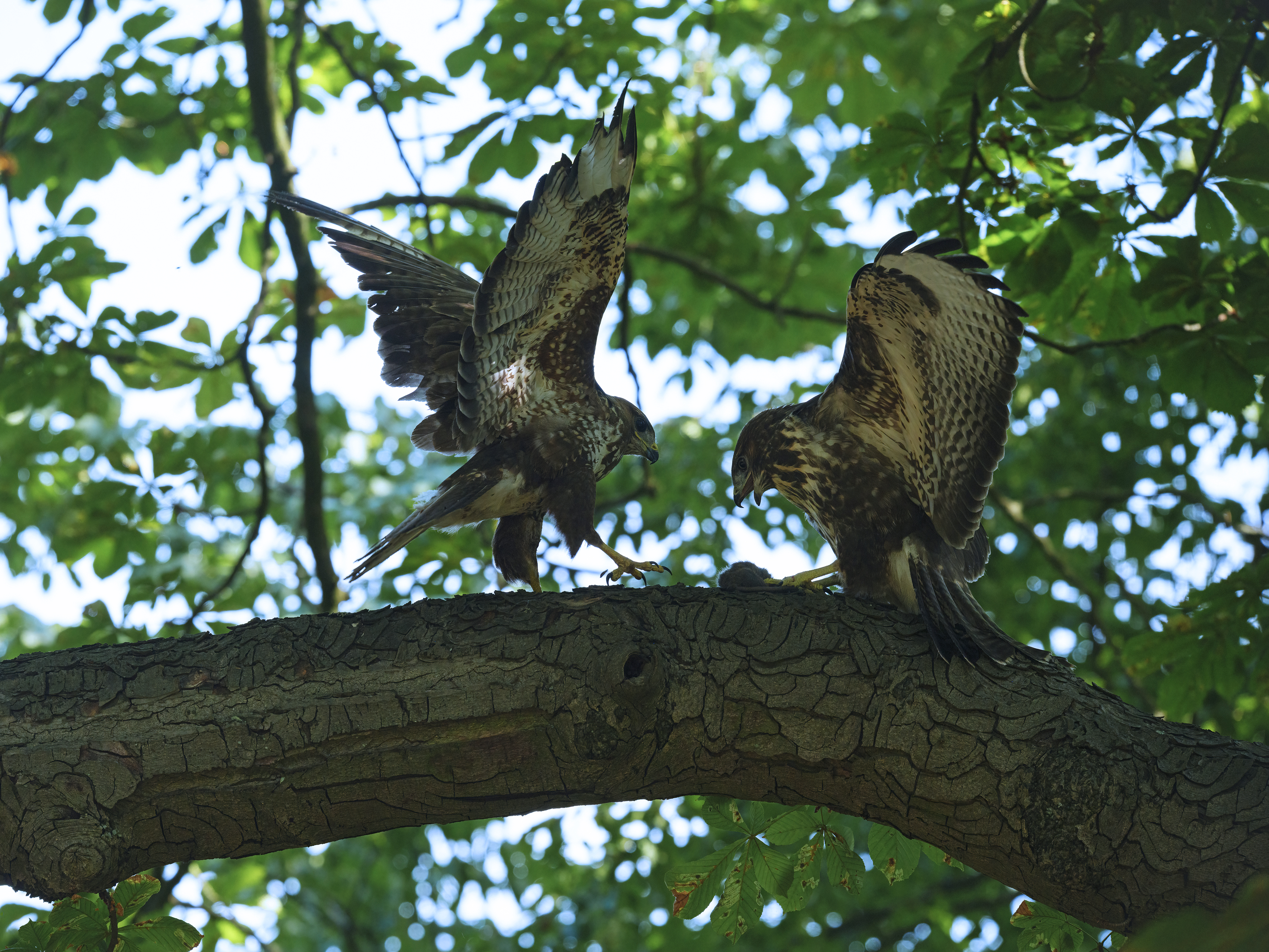 Heute konnte ich eine ...