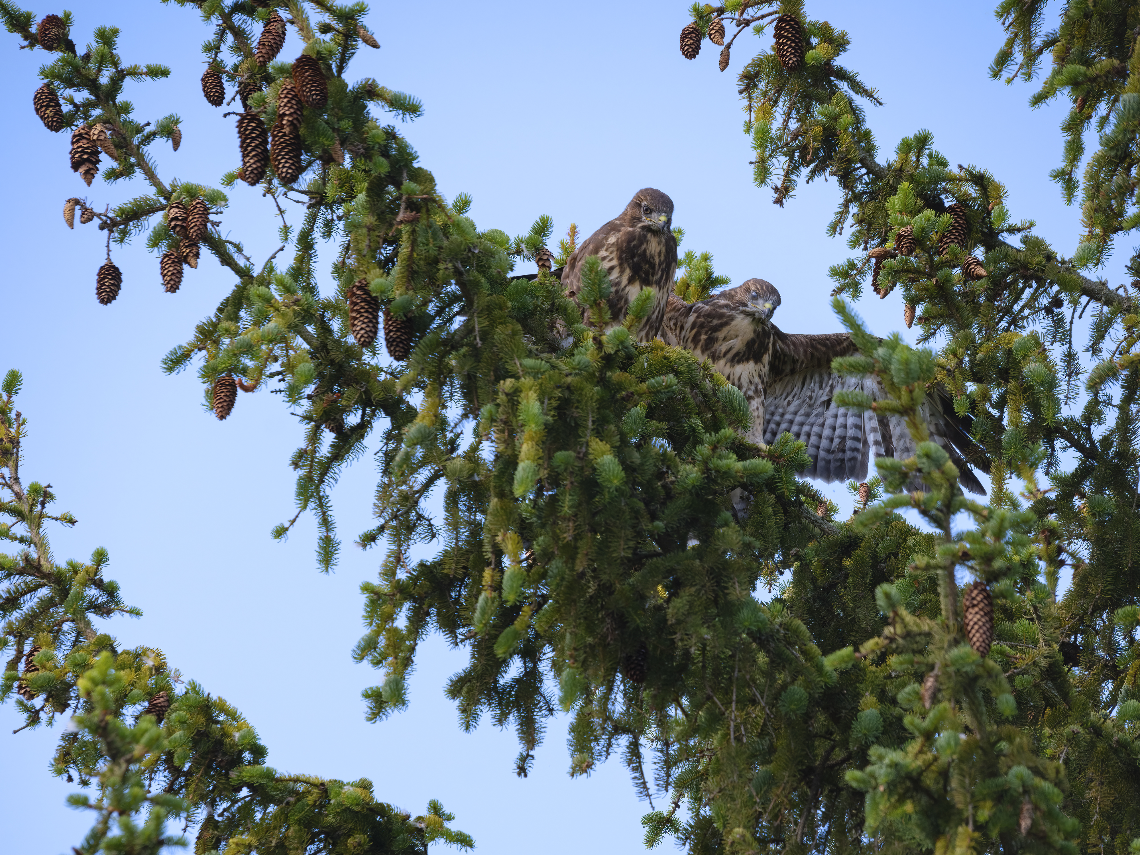 Die beiden Bussard-...