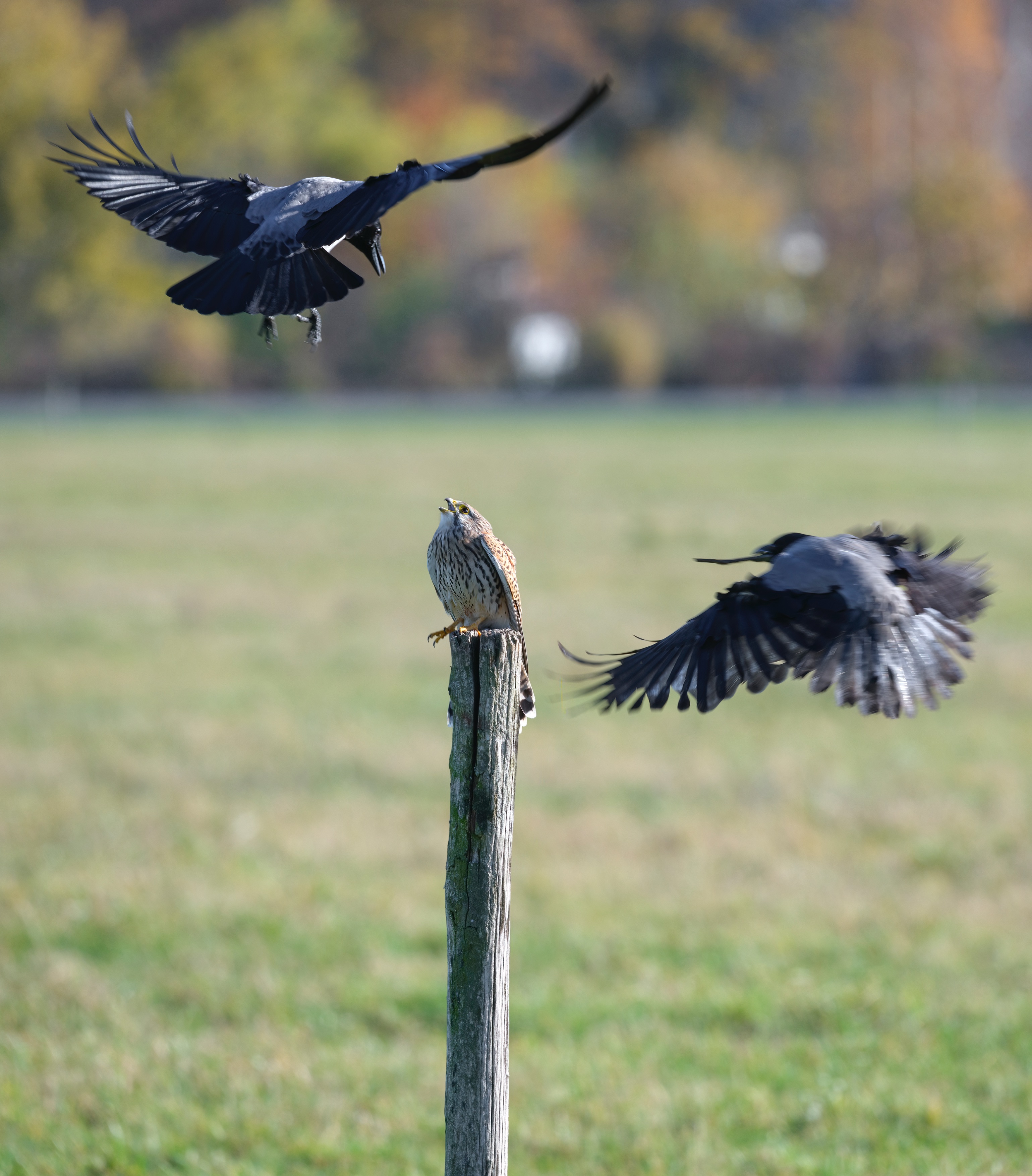 Turmfalken haben ...