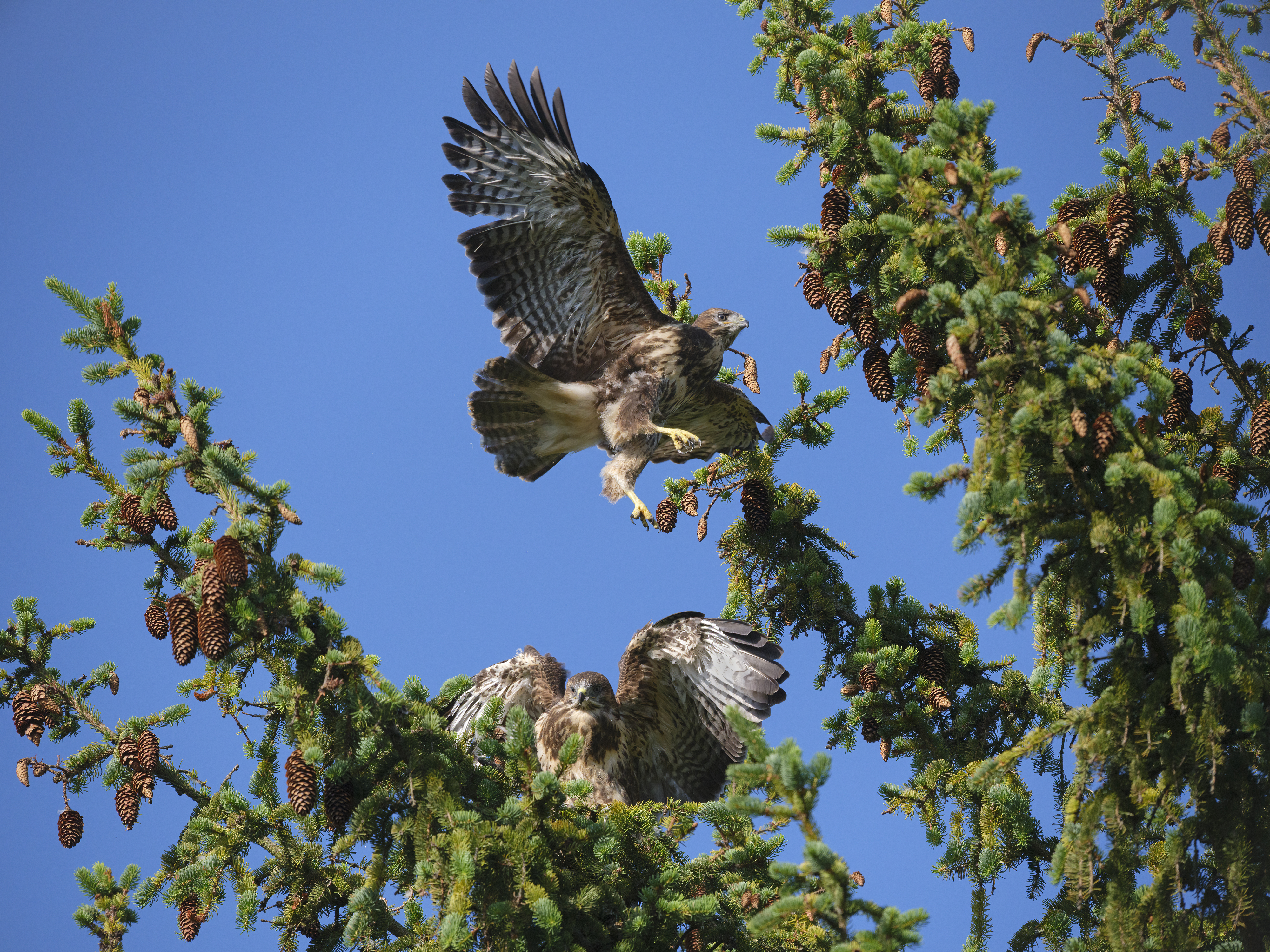 Es sind die beiden ...