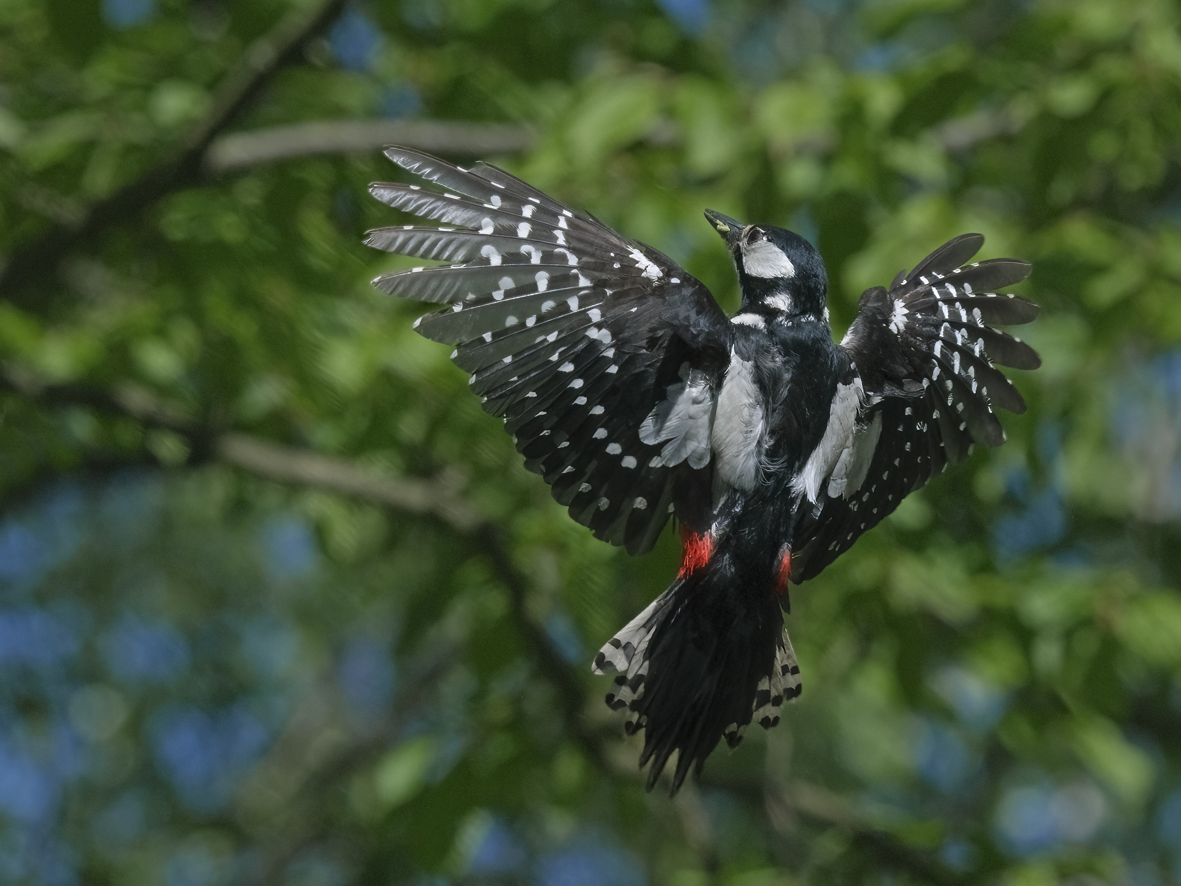 Spread your wings ...