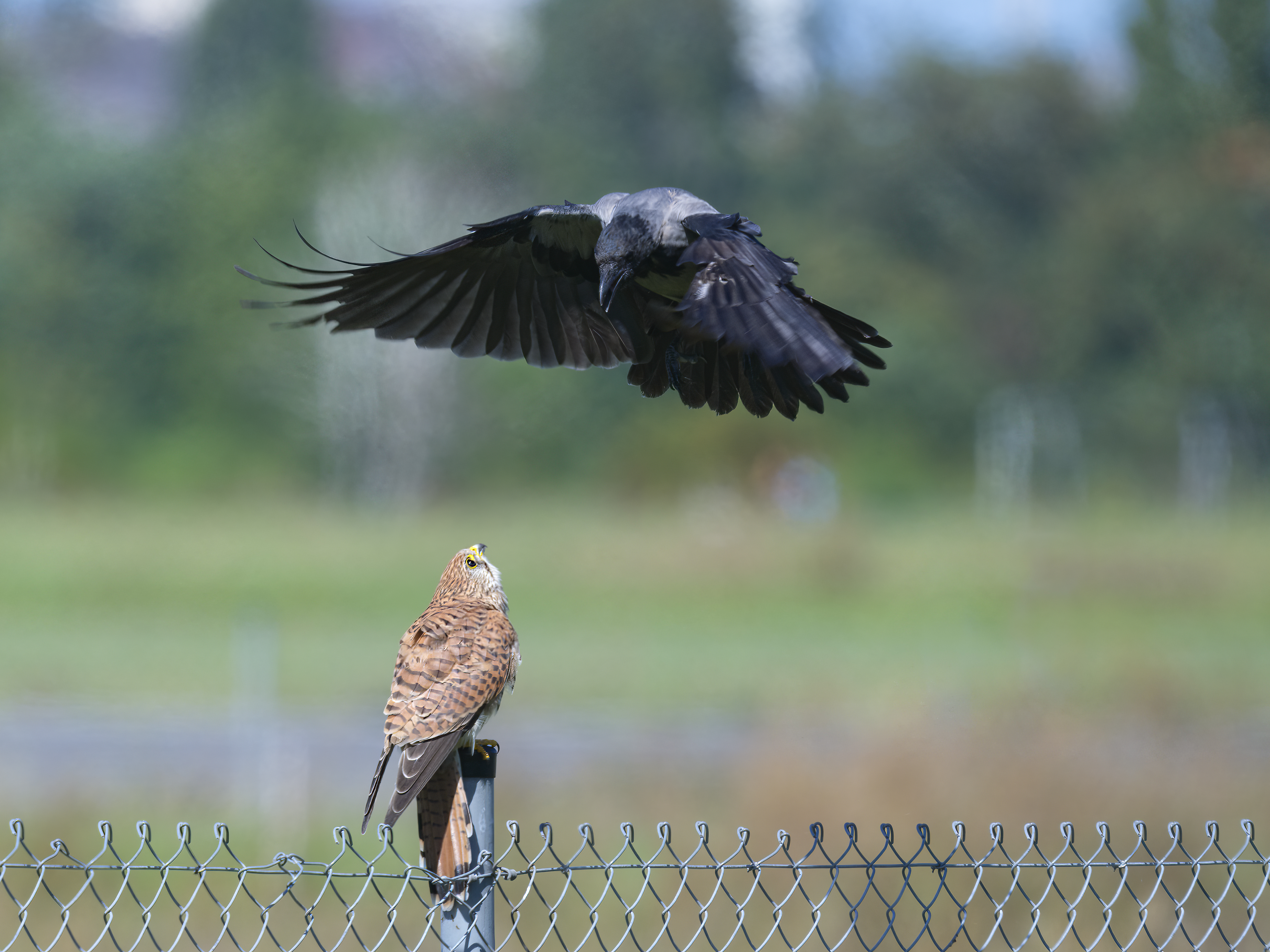 Nebelkrähe attackiert  ...