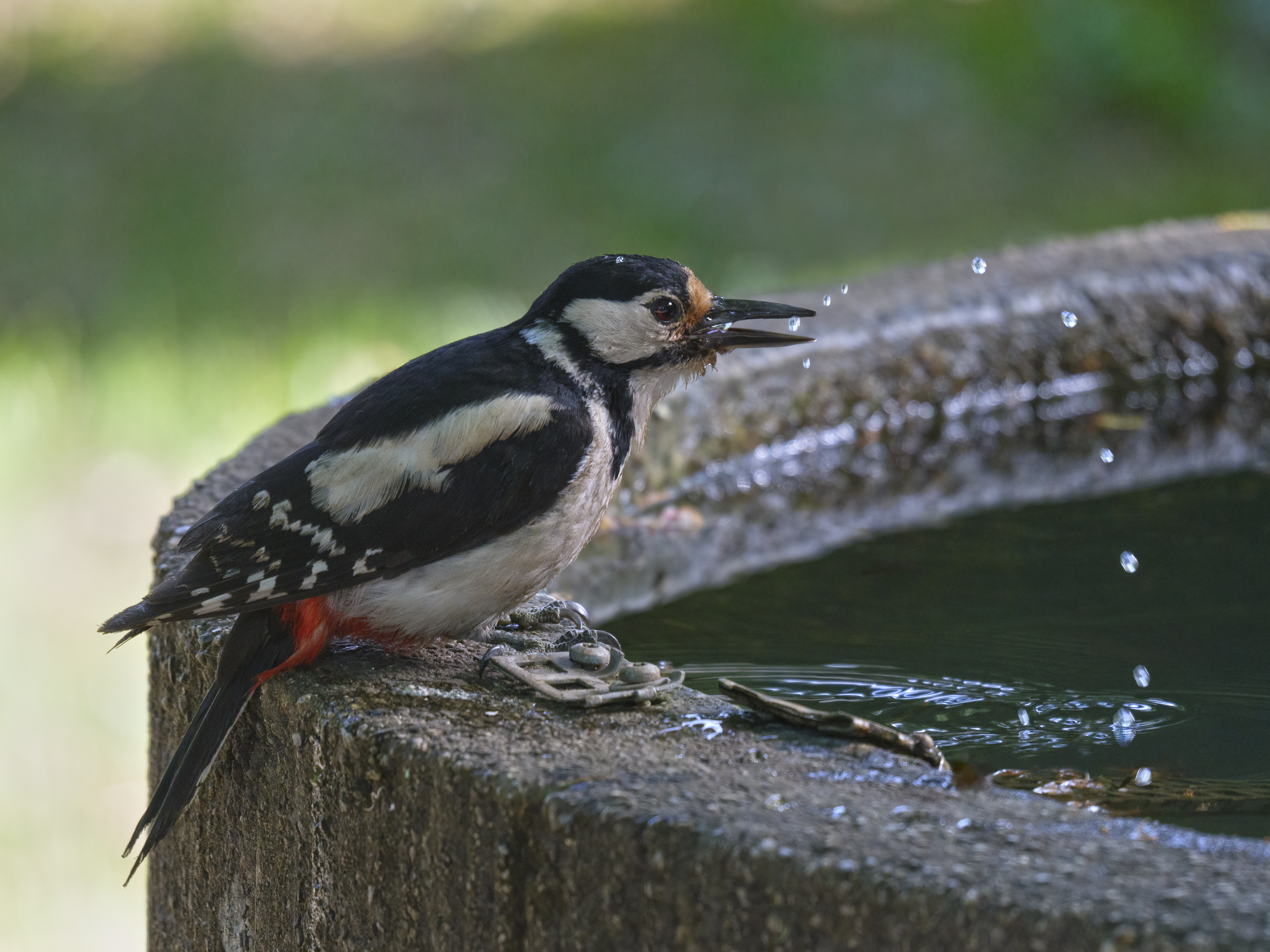 Buntspecht beim Trinken.