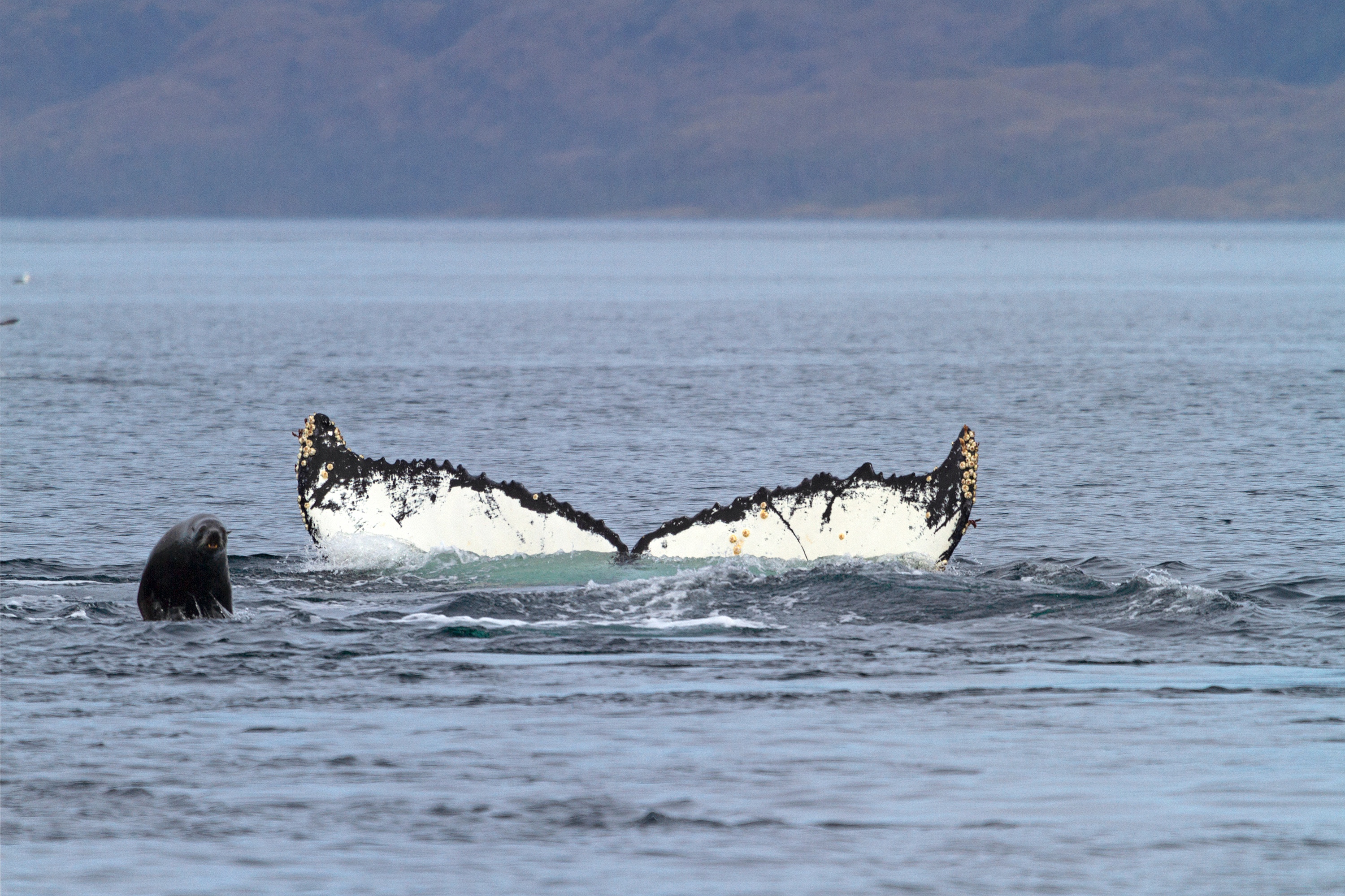 Buckelwal-Fluke und Robbe