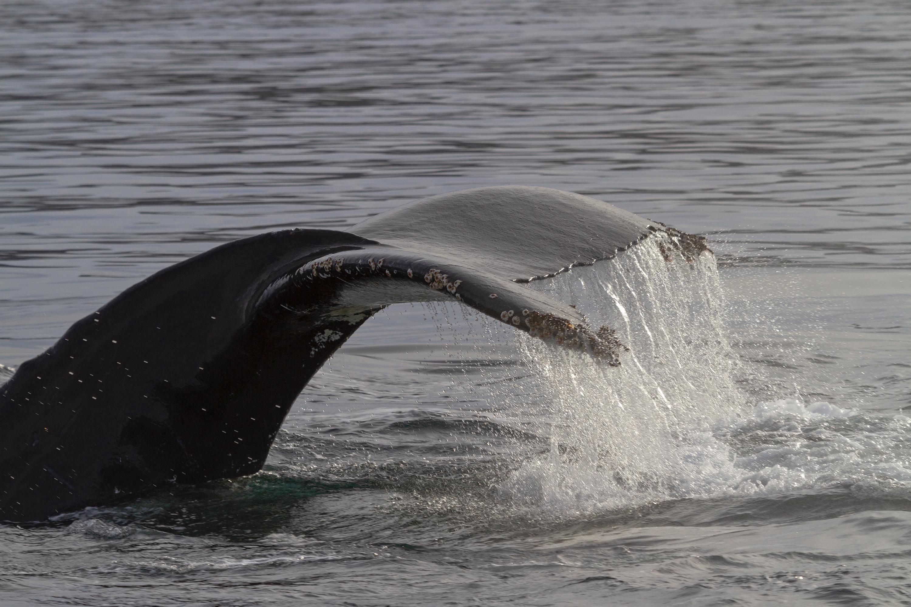 Fluke eines Buckelwals