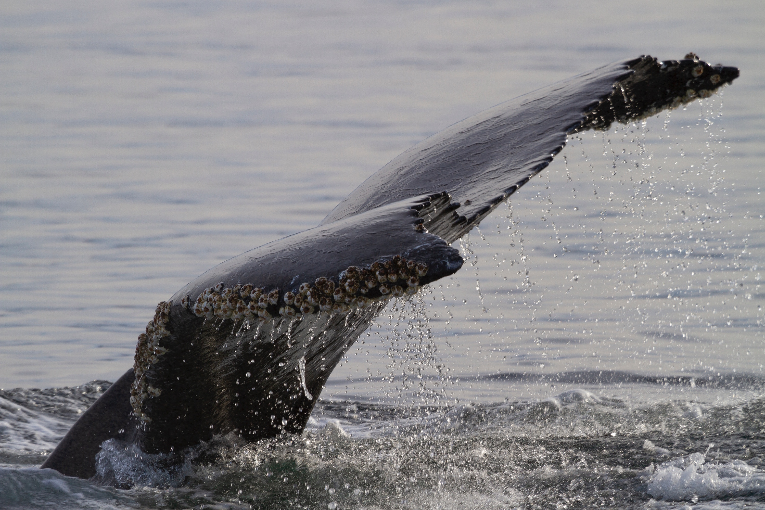 Seepocken haben sich am Rand dieser Fluke eines Buckelwals festgesetzt