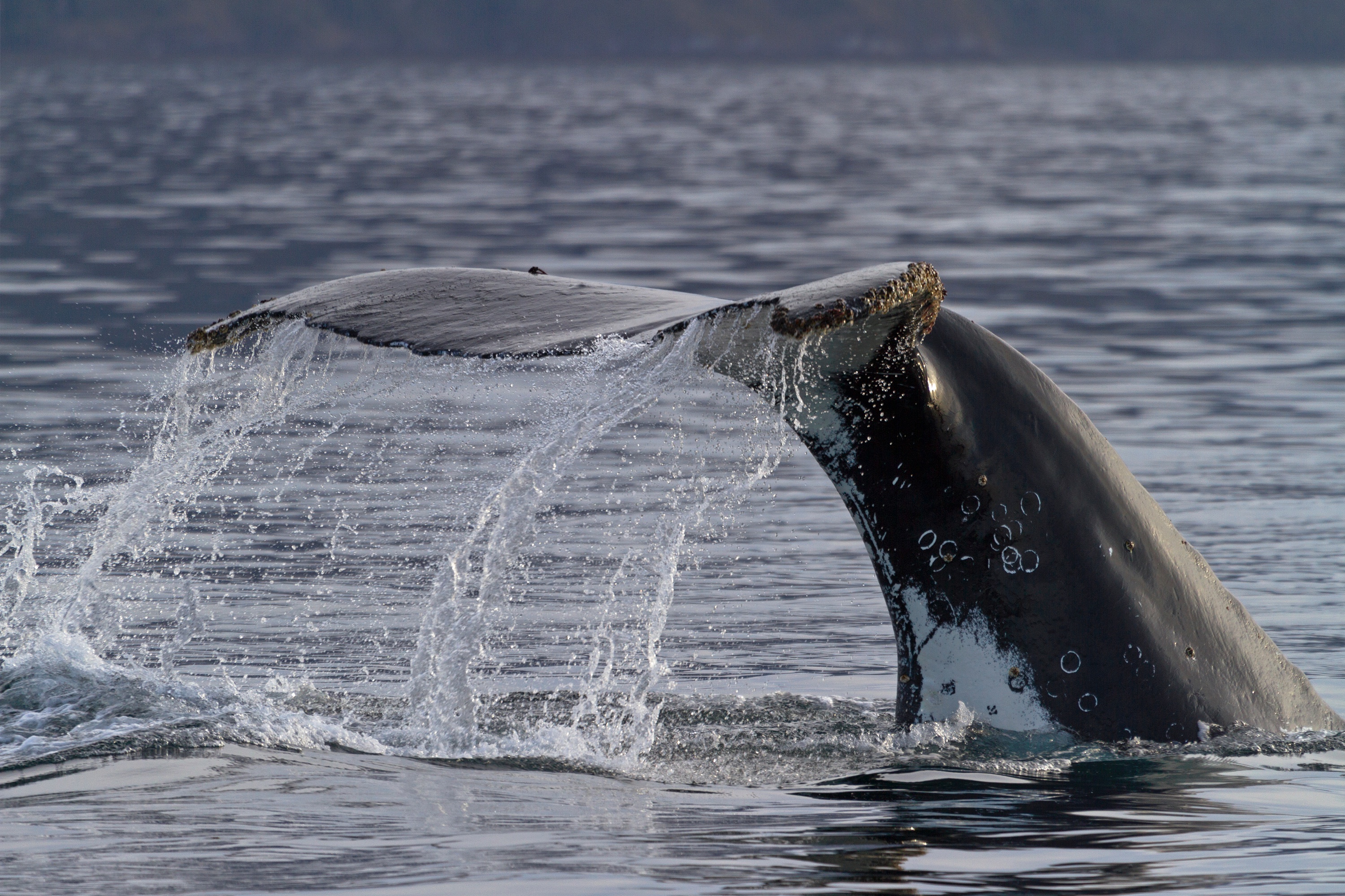 Buckelwal / Humpback Whale