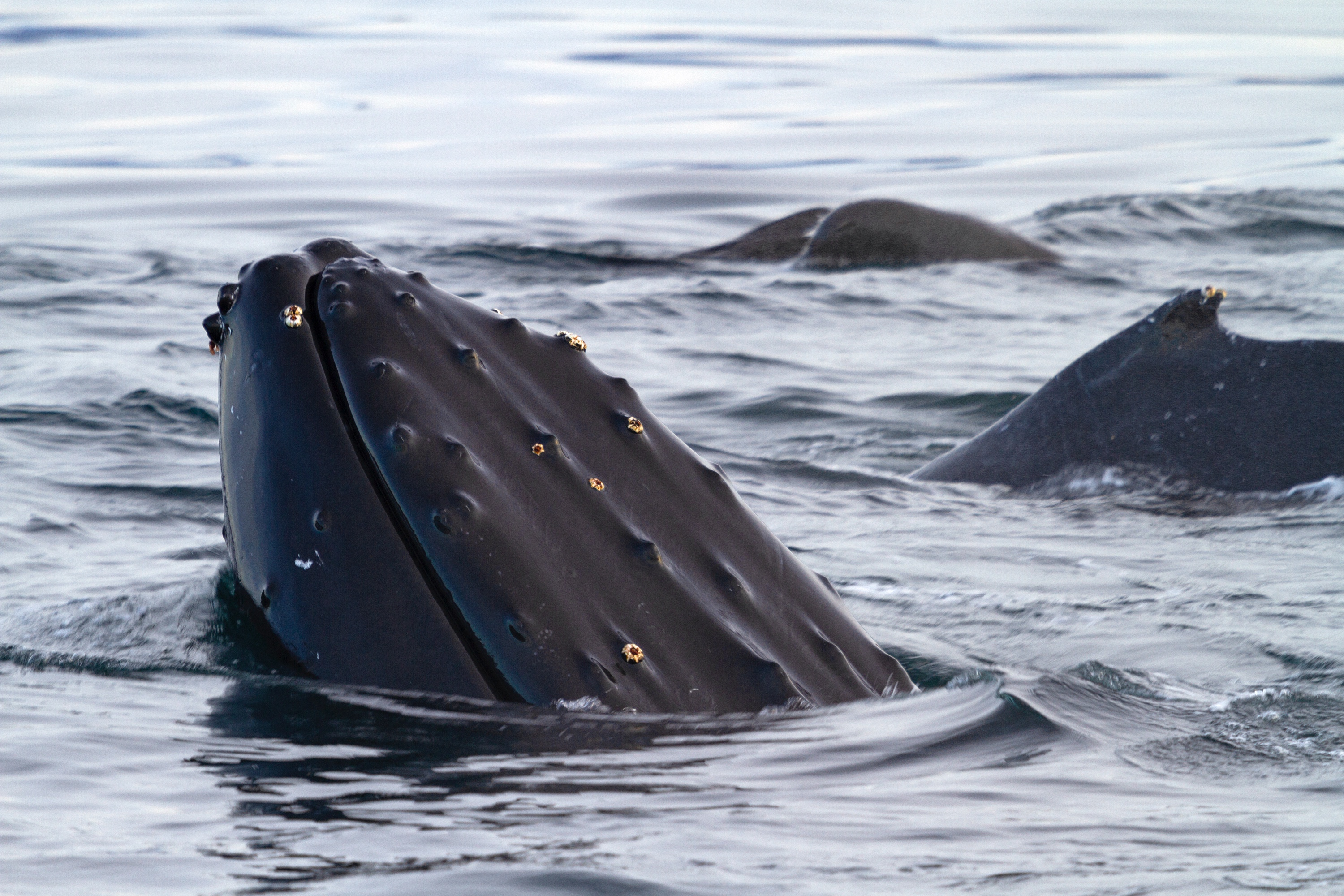 aufgetauchter Buckelwal