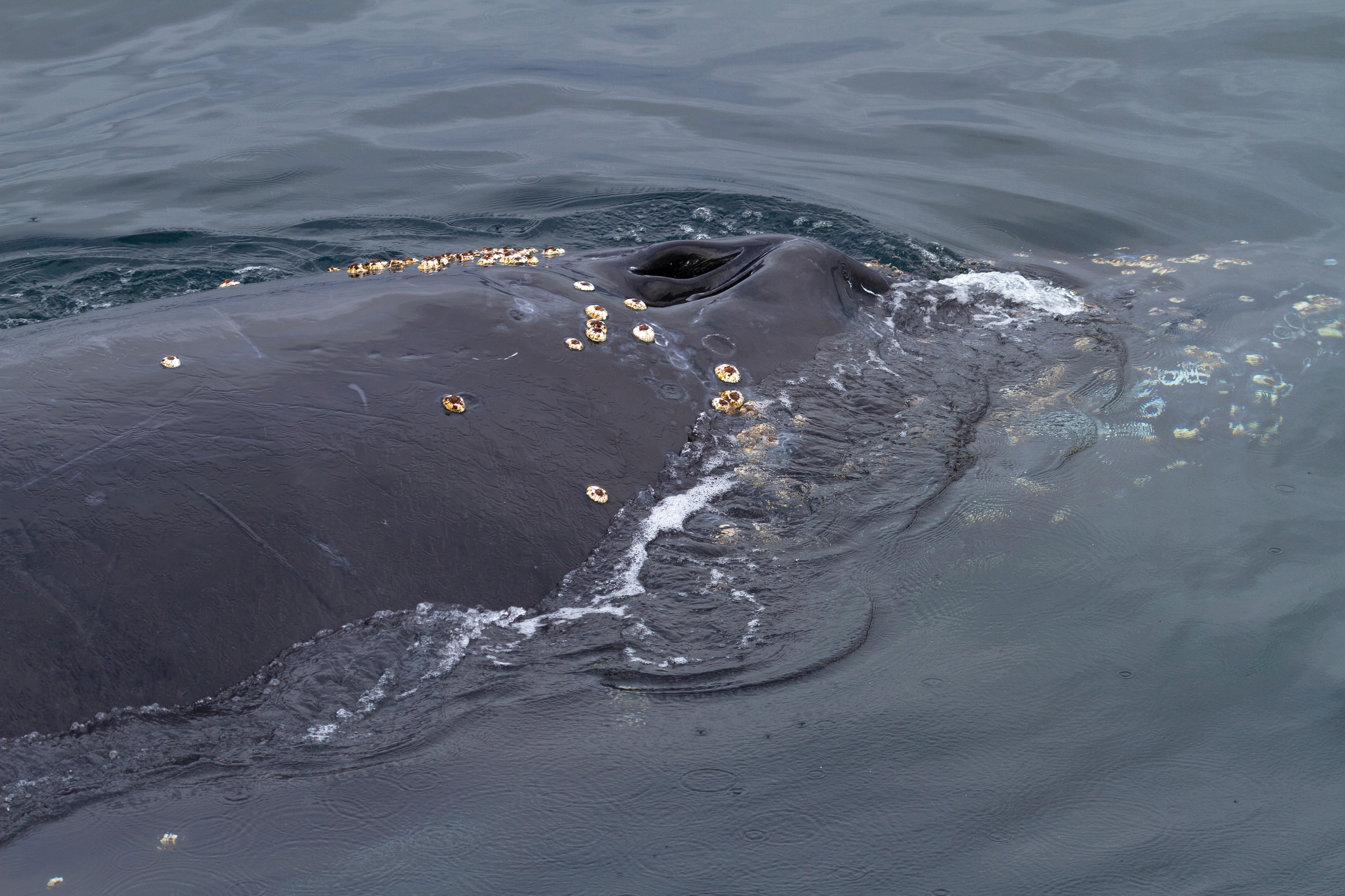 Atemloch eines Buckelwals