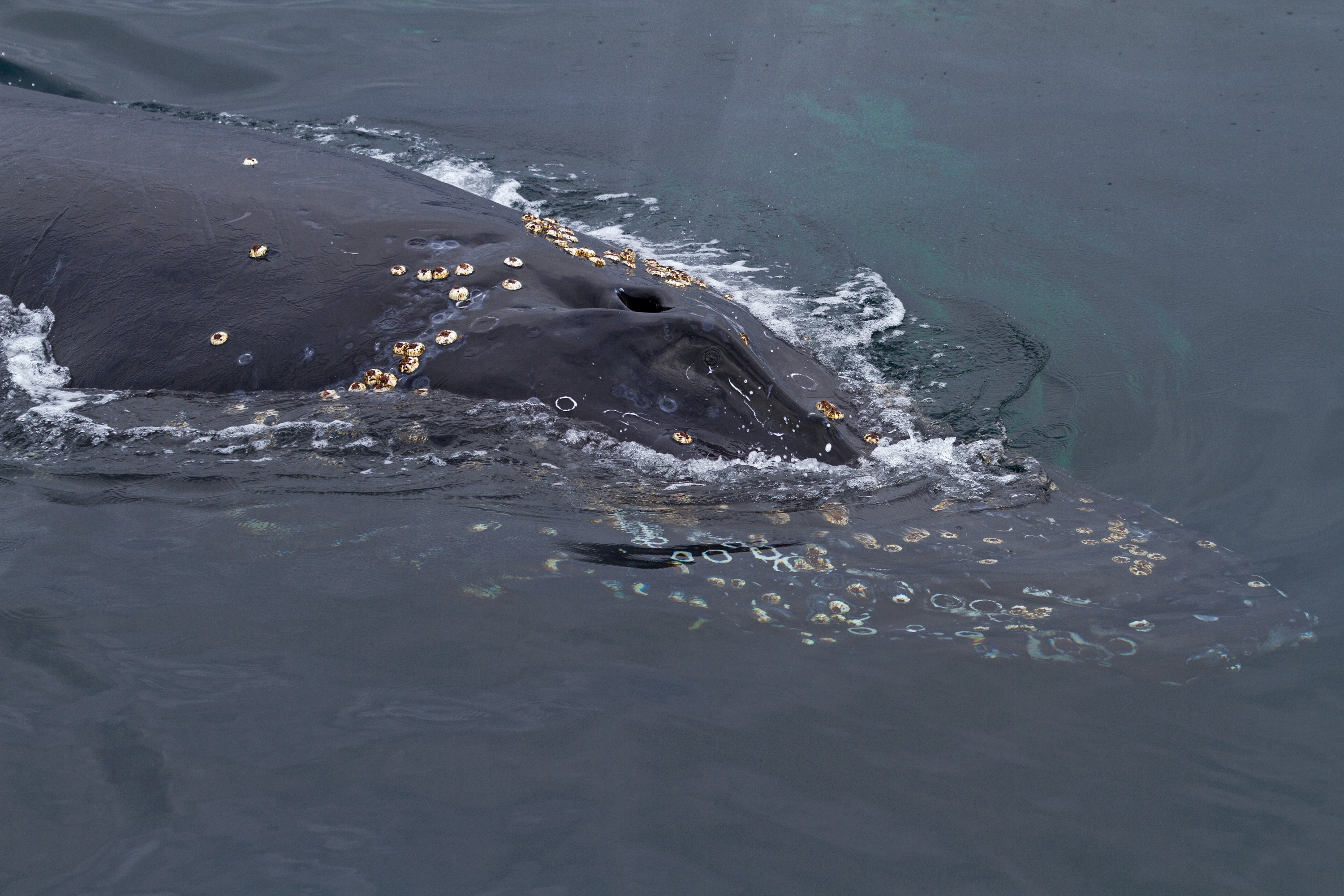 mit Meerespocken bestückter Buckelwal