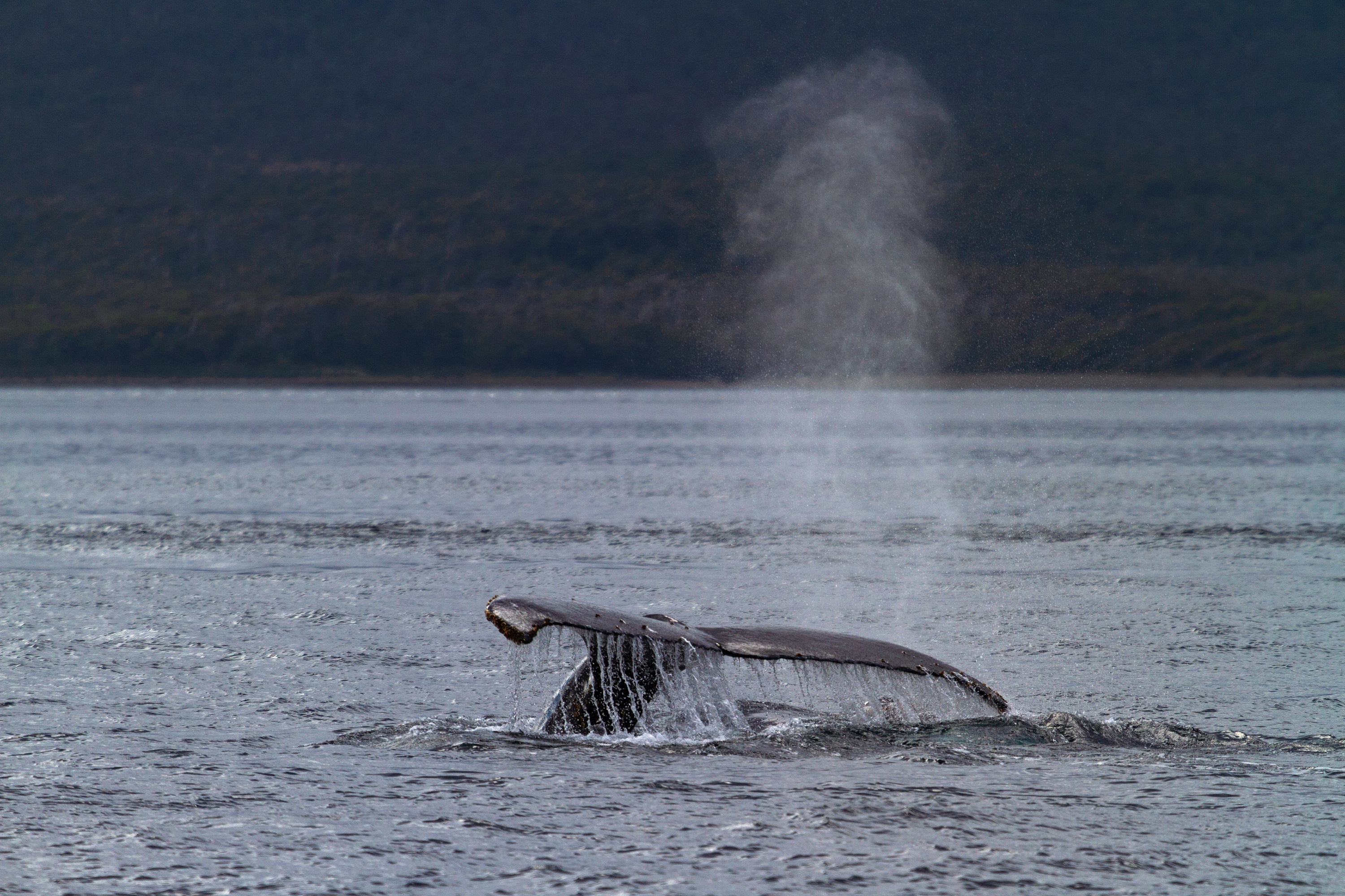 Die Windstille lässt den letzten Blas vorm Abtauchen des Buckelwals noch in der Luft stehen.