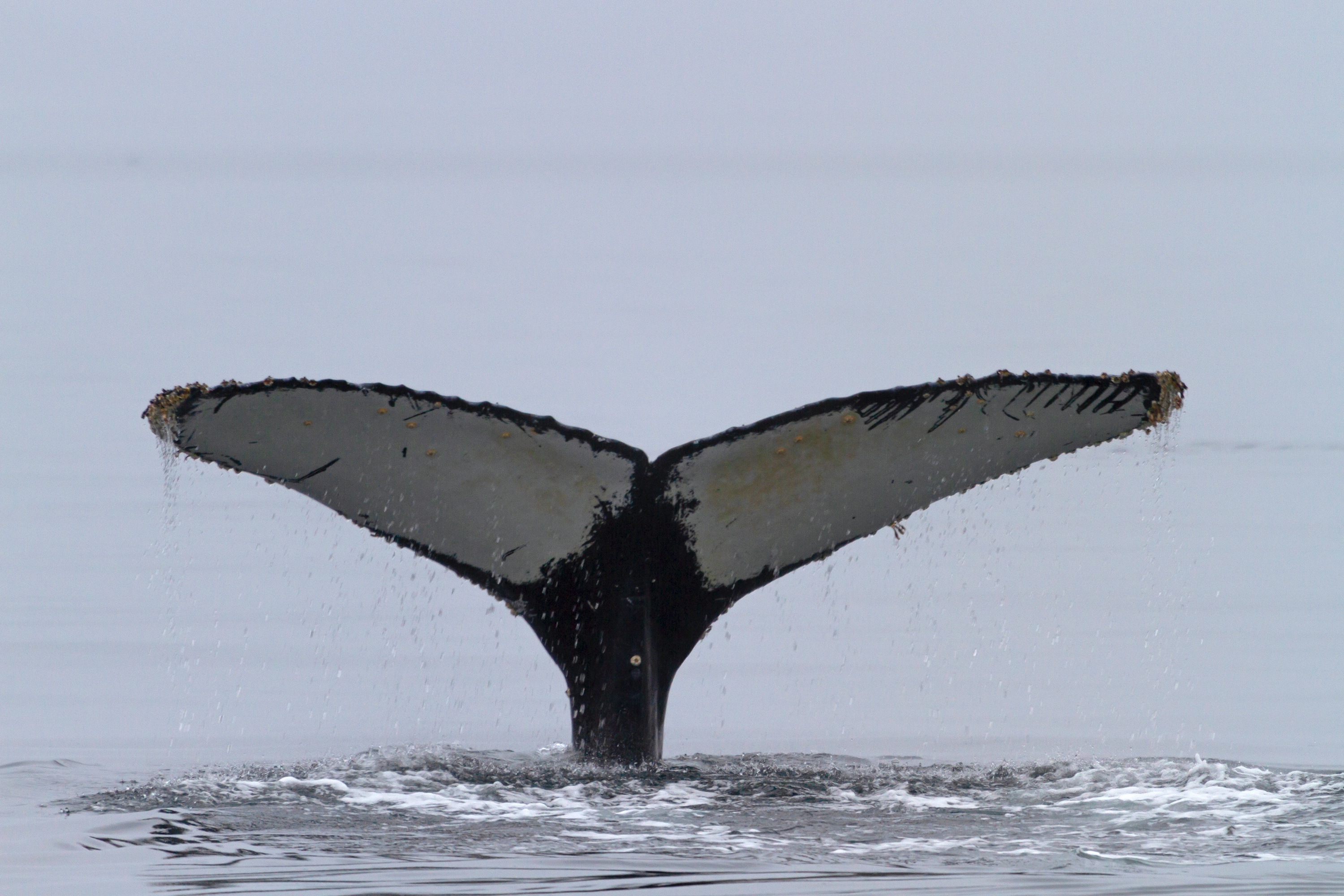 ruhige See und Nebel